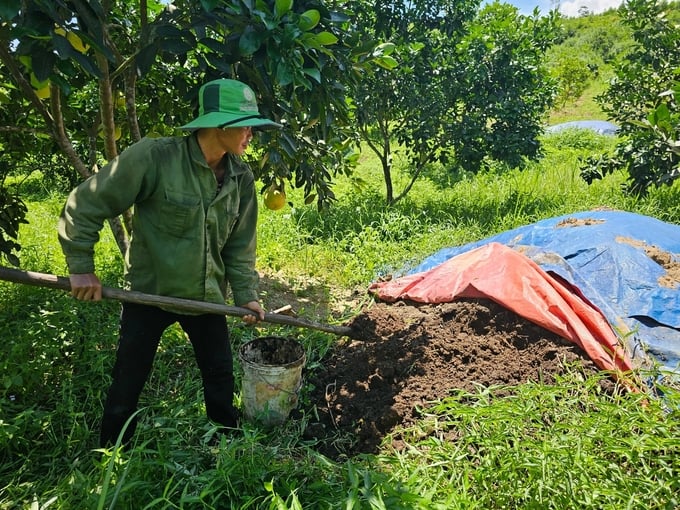 Sử dụng phân chuồng ủ hoai để bón cho cây bưởi ở trang trại của anh Trương Văn Sơn. Ảnh: T. Phùng.