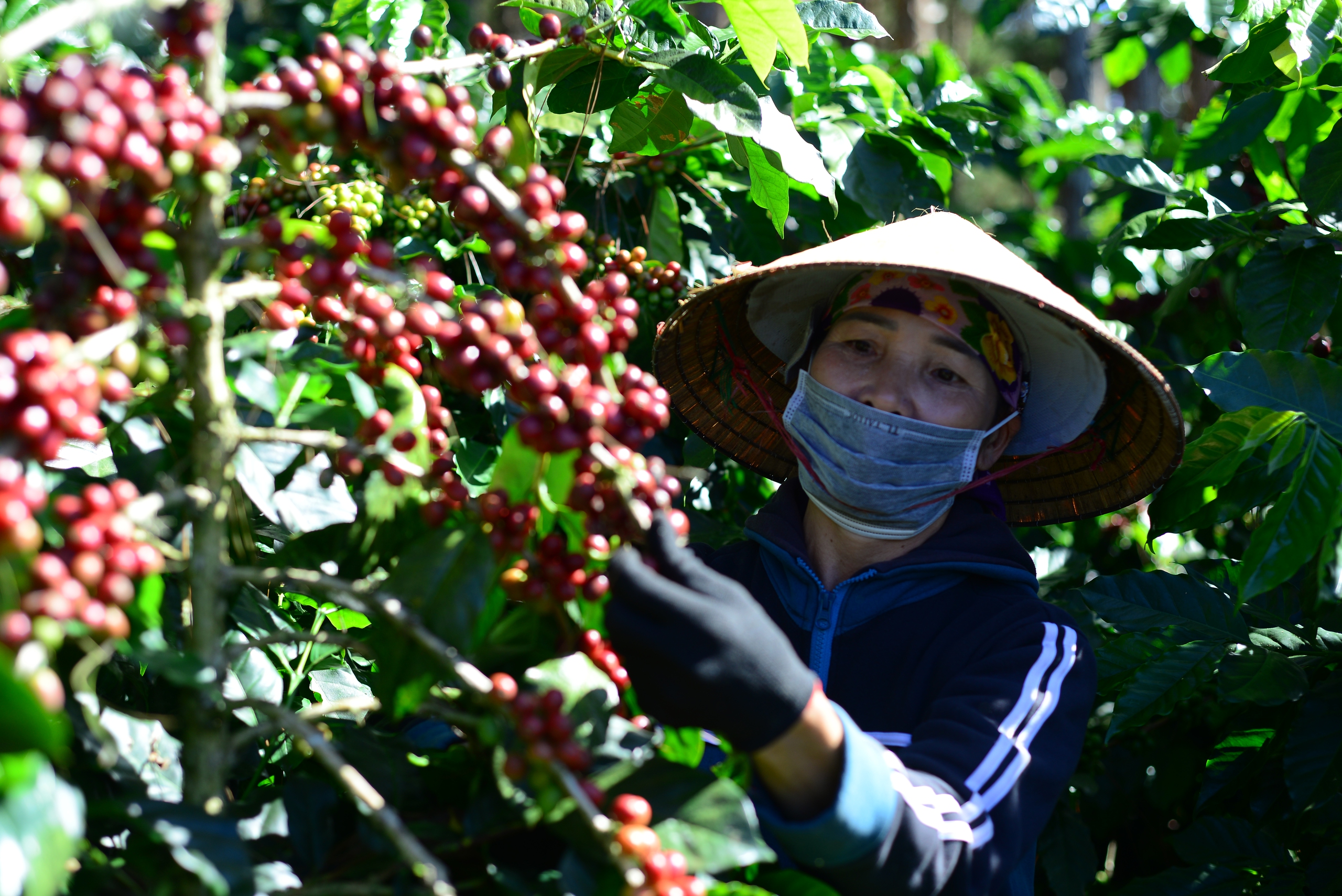 Nông dân một xã ở Lâm Đồng trồng cà phê kiểu gì mà bán nhân được giá hơn 100.000 đồng/kg?- Ảnh 6. Nông dân một xã ở Lâm Đồng trồng cà phê kiểu gì mà bán nhân được giá hơn 100.000 đồng/kg?- Ảnh 6.