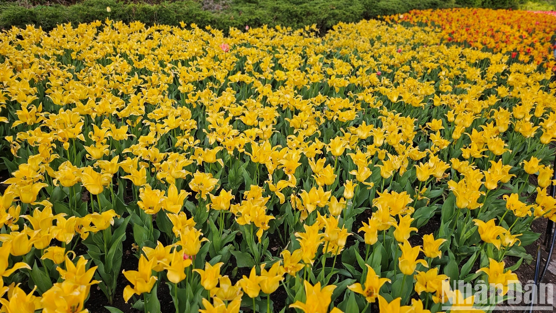[Ảnh] Mãn nhãn với rừng hoa tulip khoe sắc rực rỡ ở thủ đô Ottawa, Canada ảnh 2