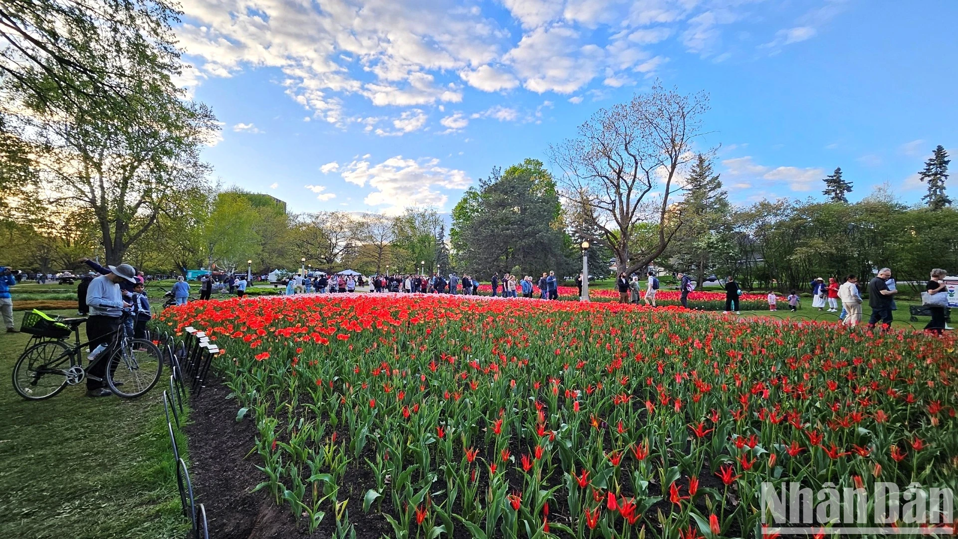 [Ảnh] Mãn nhãn với rừng hoa tulip khoe sắc rực rỡ ở thủ đô Ottawa, Canada ảnh 3