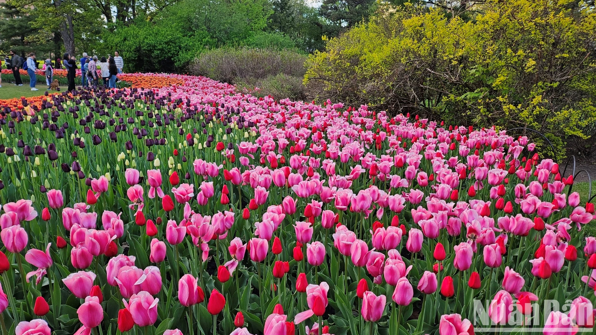 [Ảnh] Mãn nhãn với rừng hoa tulip khoe sắc rực rỡ ở thủ đô Ottawa, Canada ảnh 4