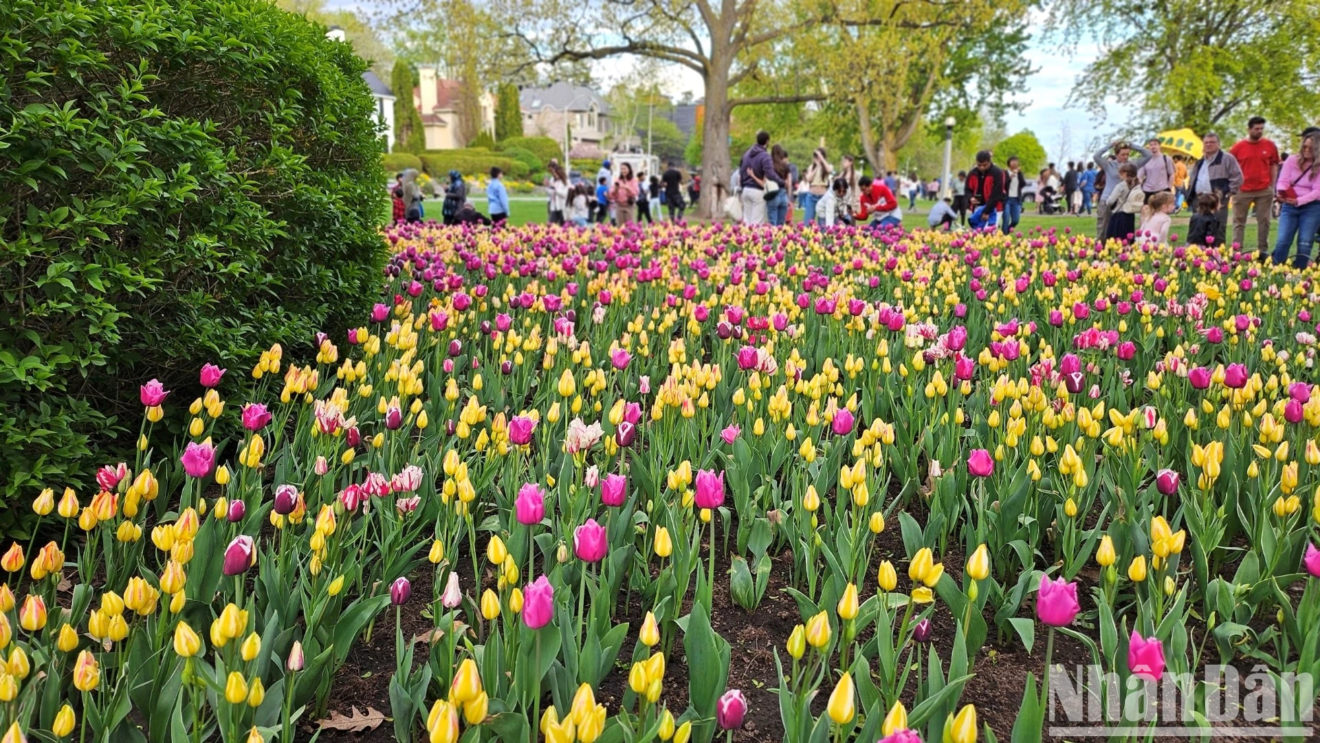 [Ảnh] Mãn nhãn với rừng hoa tulip khoe sắc rực rỡ ở thủ đô Ottawa, Canada ảnh 5