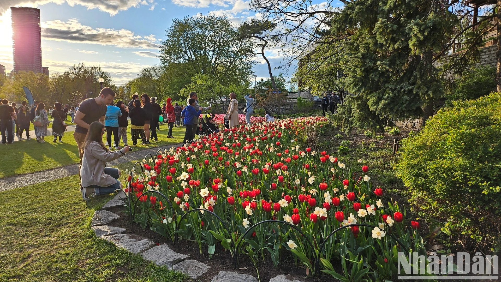 [Ảnh] Mãn nhãn với rừng hoa tulip khoe sắc rực rỡ ở thủ đô Ottawa, Canada ảnh 6