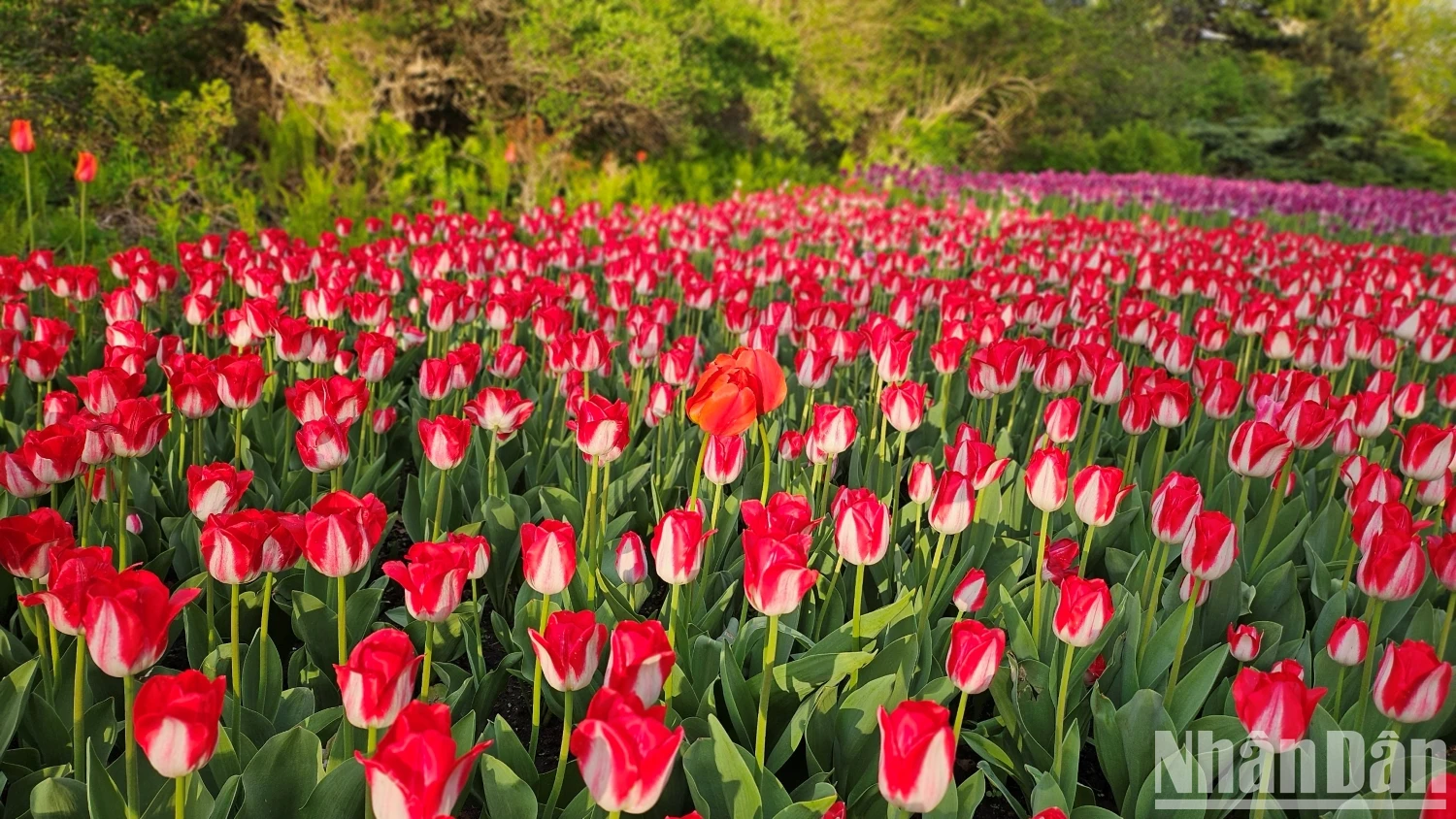[Ảnh] Mãn nhãn với rừng hoa tulip khoe sắc rực rỡ ở thủ đô Ottawa, Canada ảnh 8
