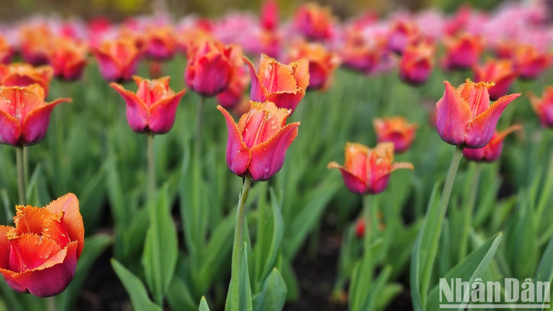 [Ảnh] Mãn nhãn với rừng hoa tulip khoe sắc rực rỡ ở thủ đô Ottawa, Canada ảnh 9