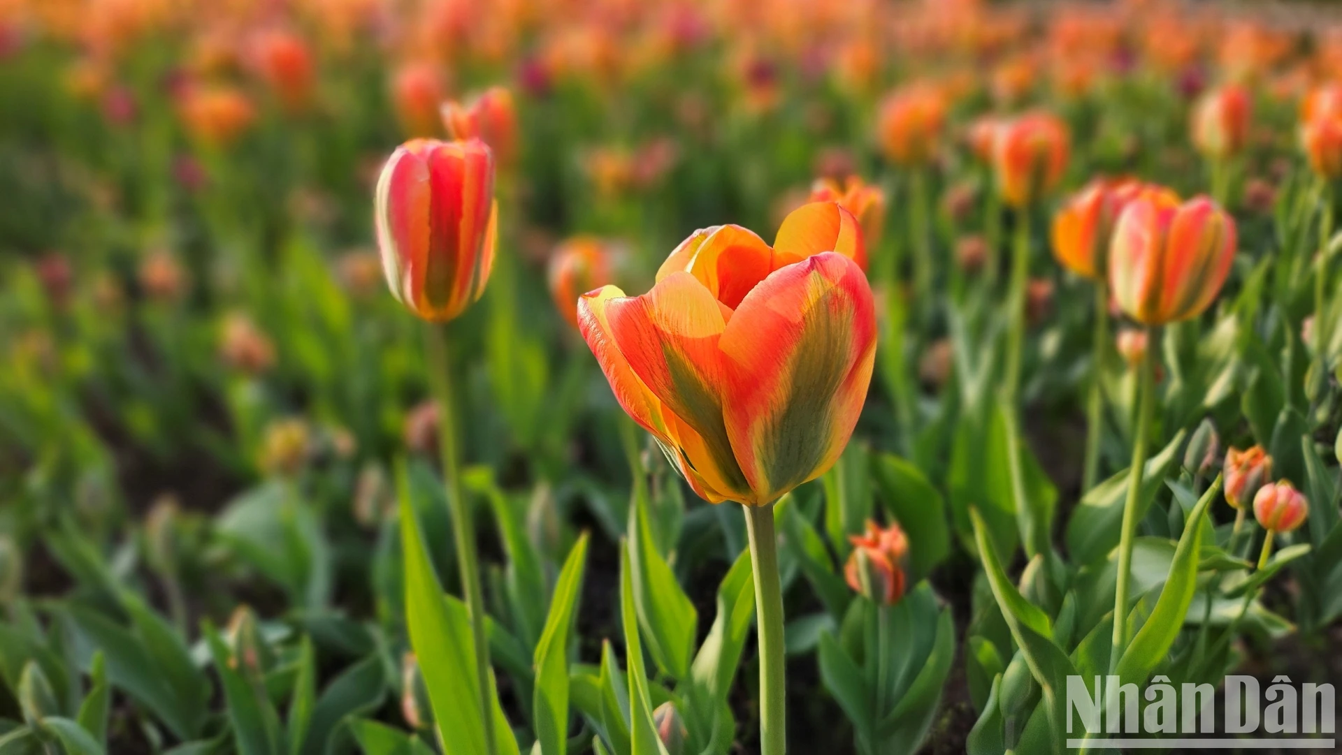 [Ảnh] Mãn nhãn với rừng hoa tulip khoe sắc rực rỡ ở thủ đô Ottawa, Canada ảnh 10