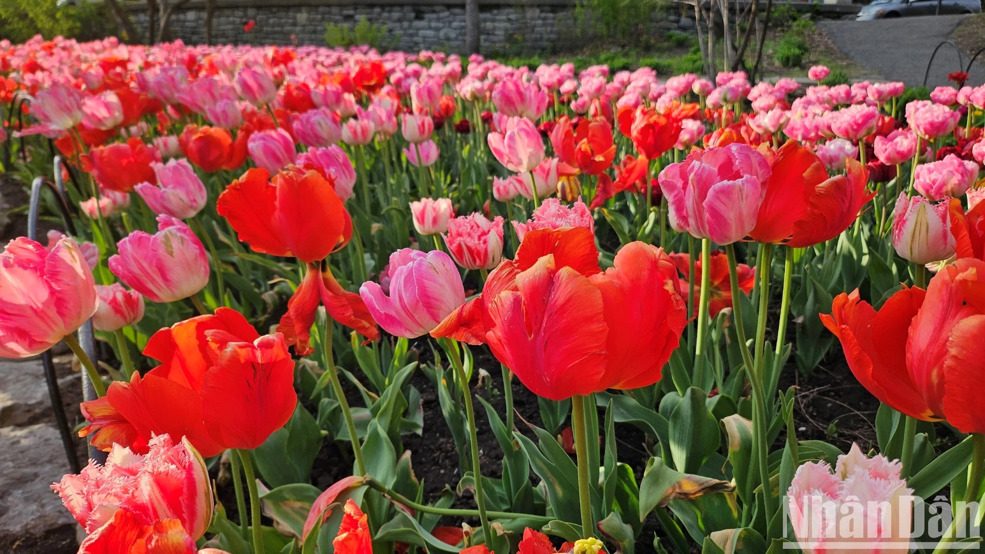 [Ảnh] Mãn nhãn với rừng hoa tulip khoe sắc rực rỡ ở thủ đô Ottawa, Canada ảnh 11