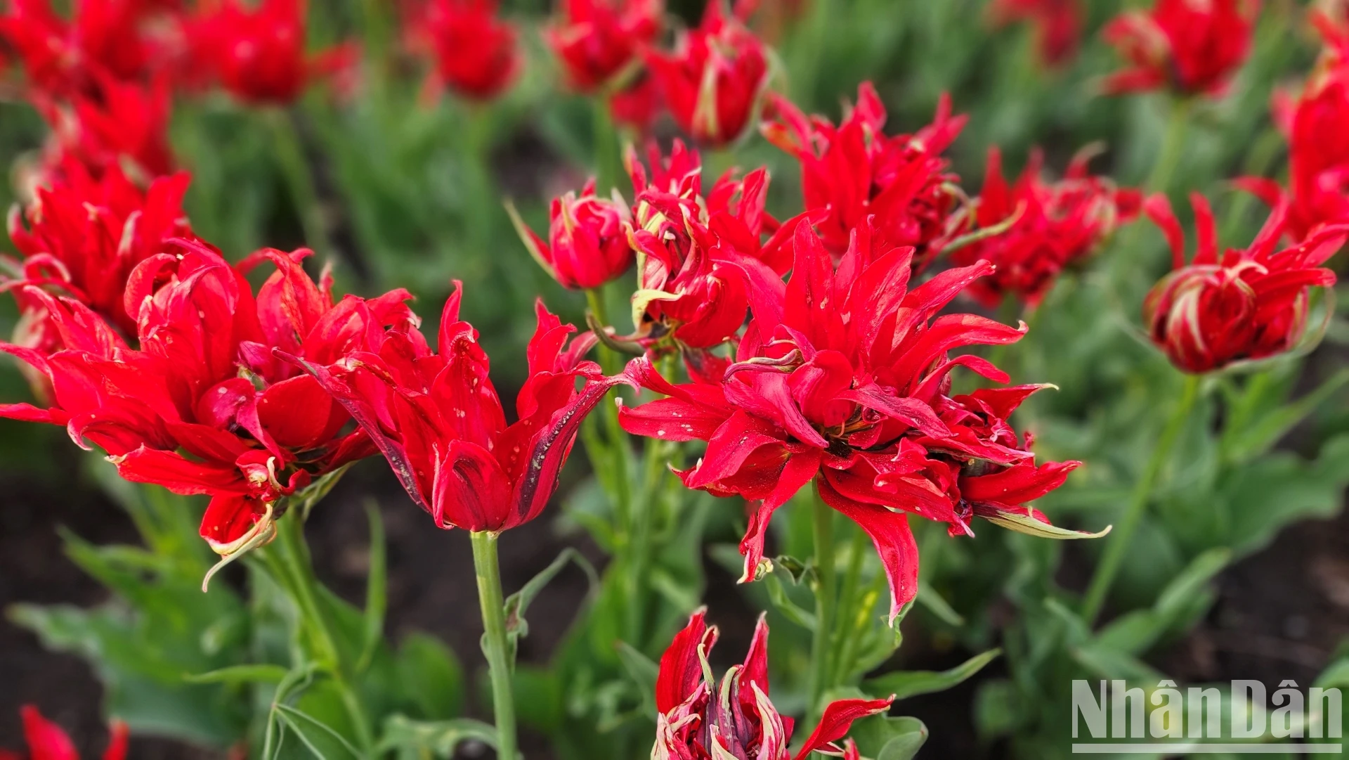 [Ảnh] Mãn nhãn với rừng hoa tulip khoe sắc rực rỡ ở thủ đô Ottawa, Canada ảnh 12