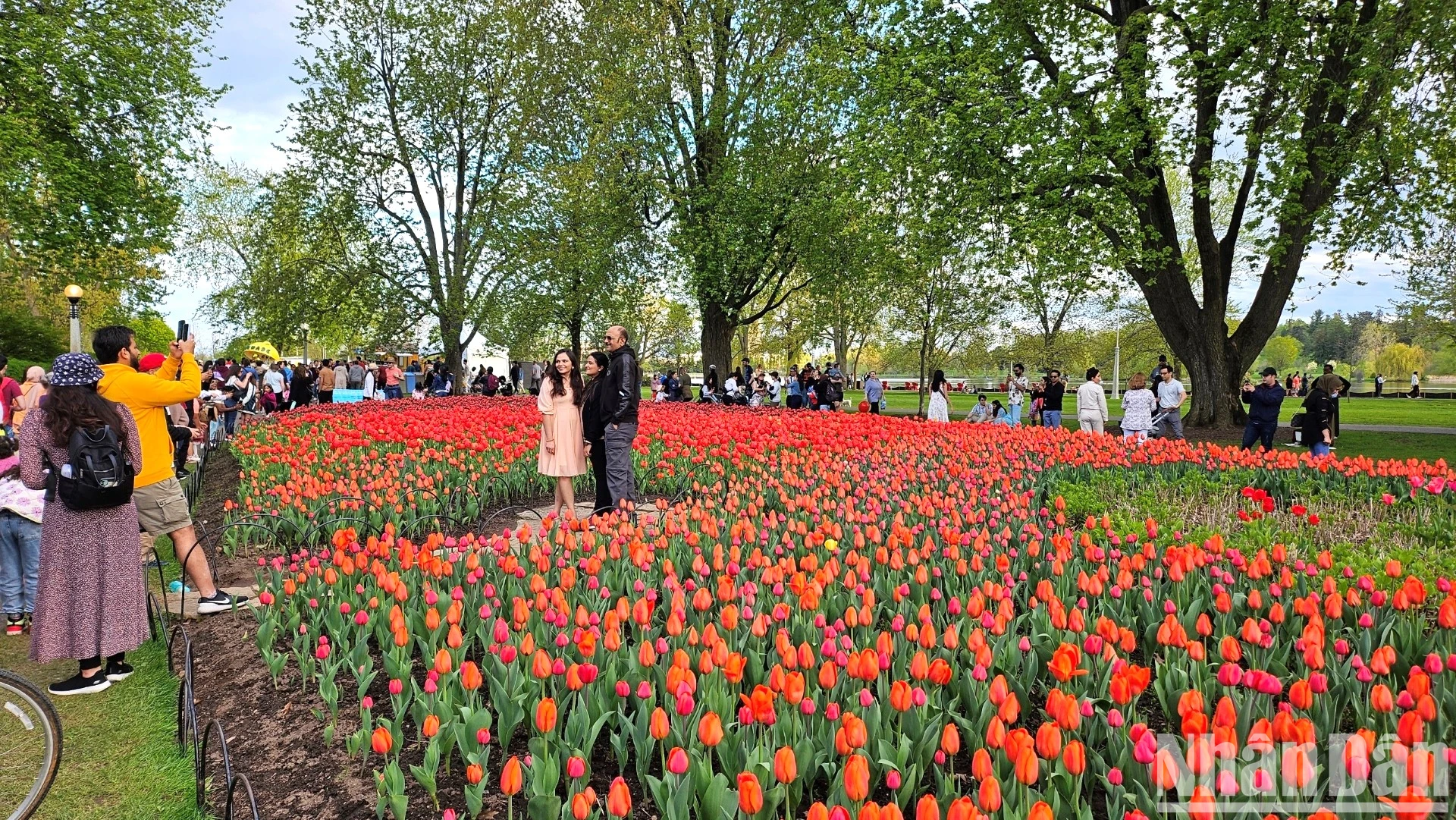 [Ảnh] Mãn nhãn với rừng hoa tulip khoe sắc rực rỡ ở thủ đô Ottawa, Canada ảnh 13