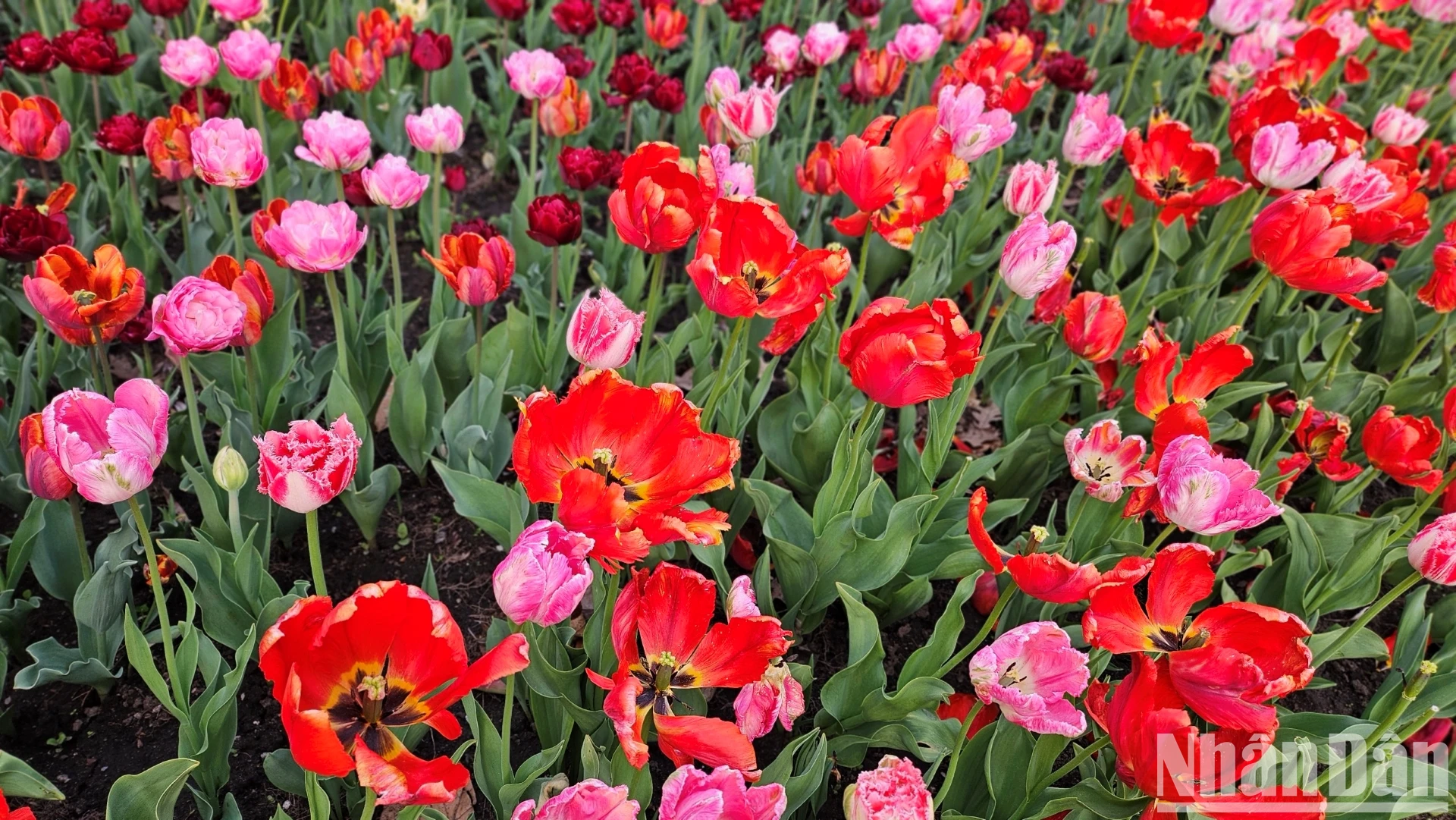 [Ảnh] Mãn nhãn với rừng hoa tulip khoe sắc rực rỡ ở thủ đô Ottawa, Canada ảnh 14