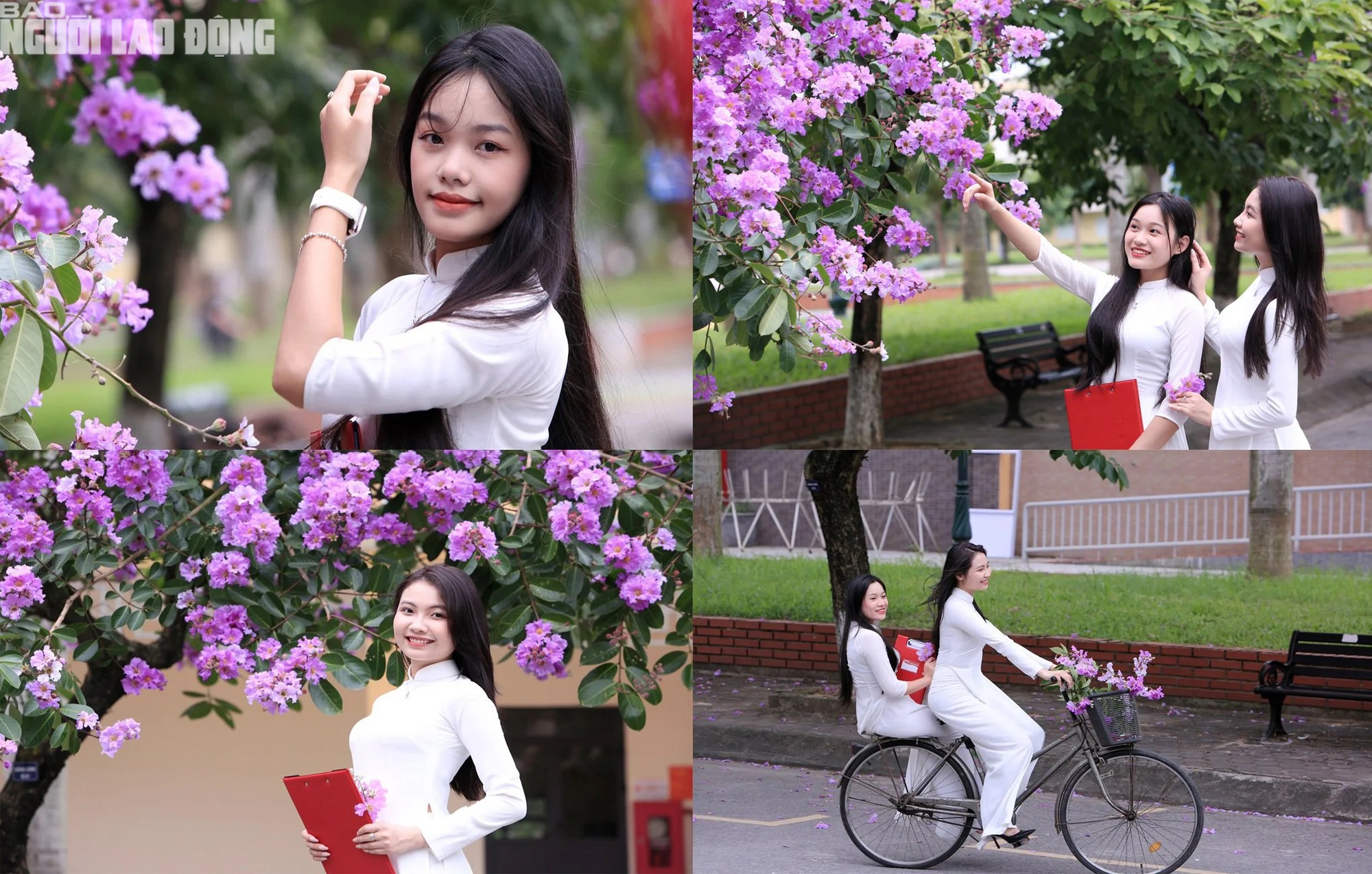 Bằng lăng nở tím trời, giới trẻ xứ Thanh đổ xô đi check-in- Ảnh 12. Bằng lăng nở tím trời, giới trẻ xứ Thanh đổ xô đi check-in- Ảnh 12.