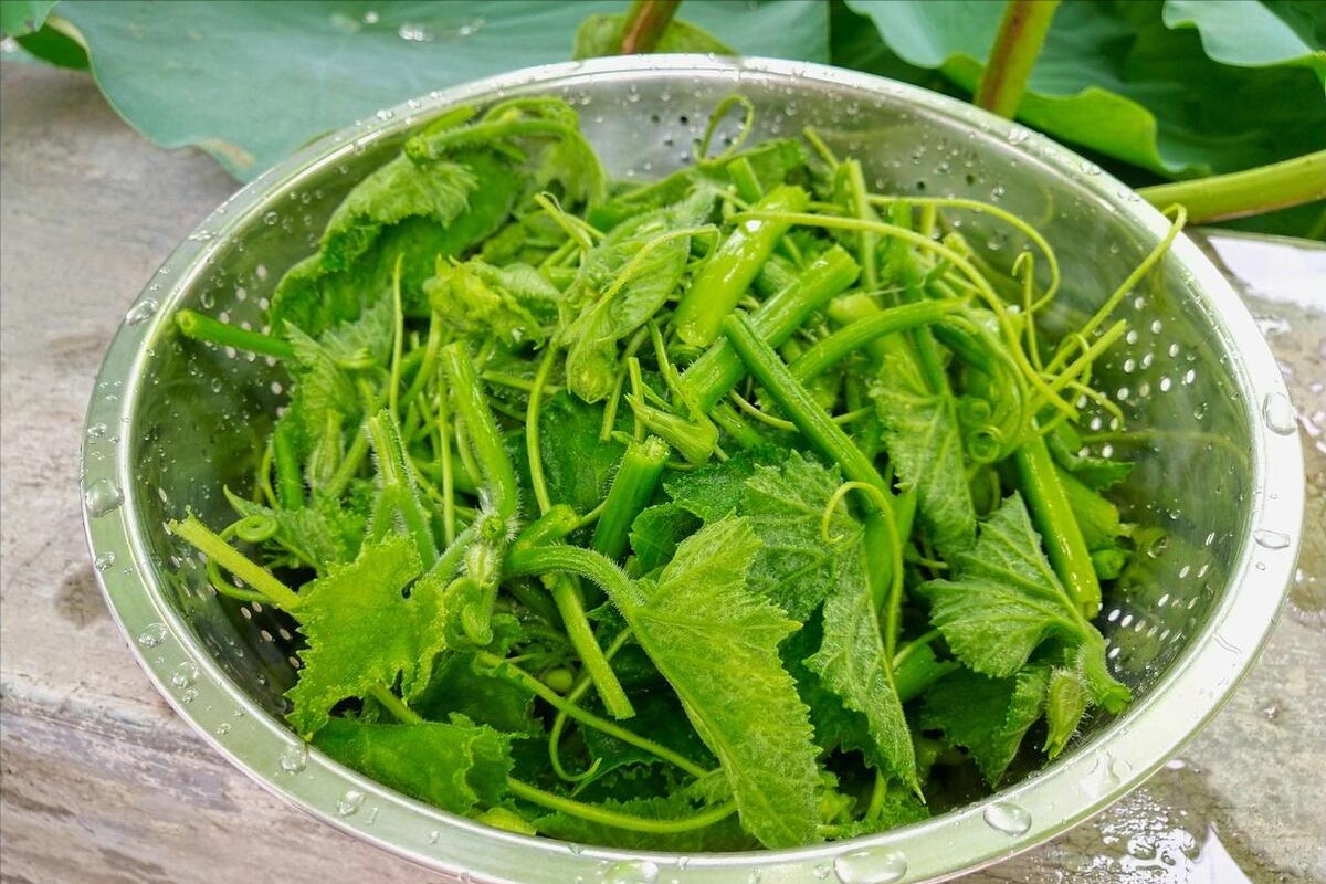 Vegetable known as "scanner" helps laxative, lowers blood pressure