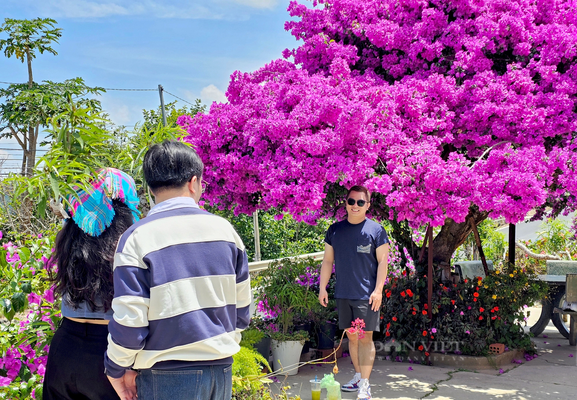 Cây hoa giấy hơn 30 năm tuổi cực đẹp ở Đà Lạt thu hút hàng trăm người chụp ảnh dịp cuối tuần- Ảnh 3. Cây hoa giấy hơn 30 năm tuổi cực đẹp ở Đà Lạt thu hút hàng trăm người chụp ảnh dịp cuối tuần- Ảnh 3.