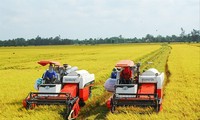 Nhiều địa phương đã tích cực đăng ký tham gia Đề án phát triển bền vững 1 triệu ha lúa chất lượng cao