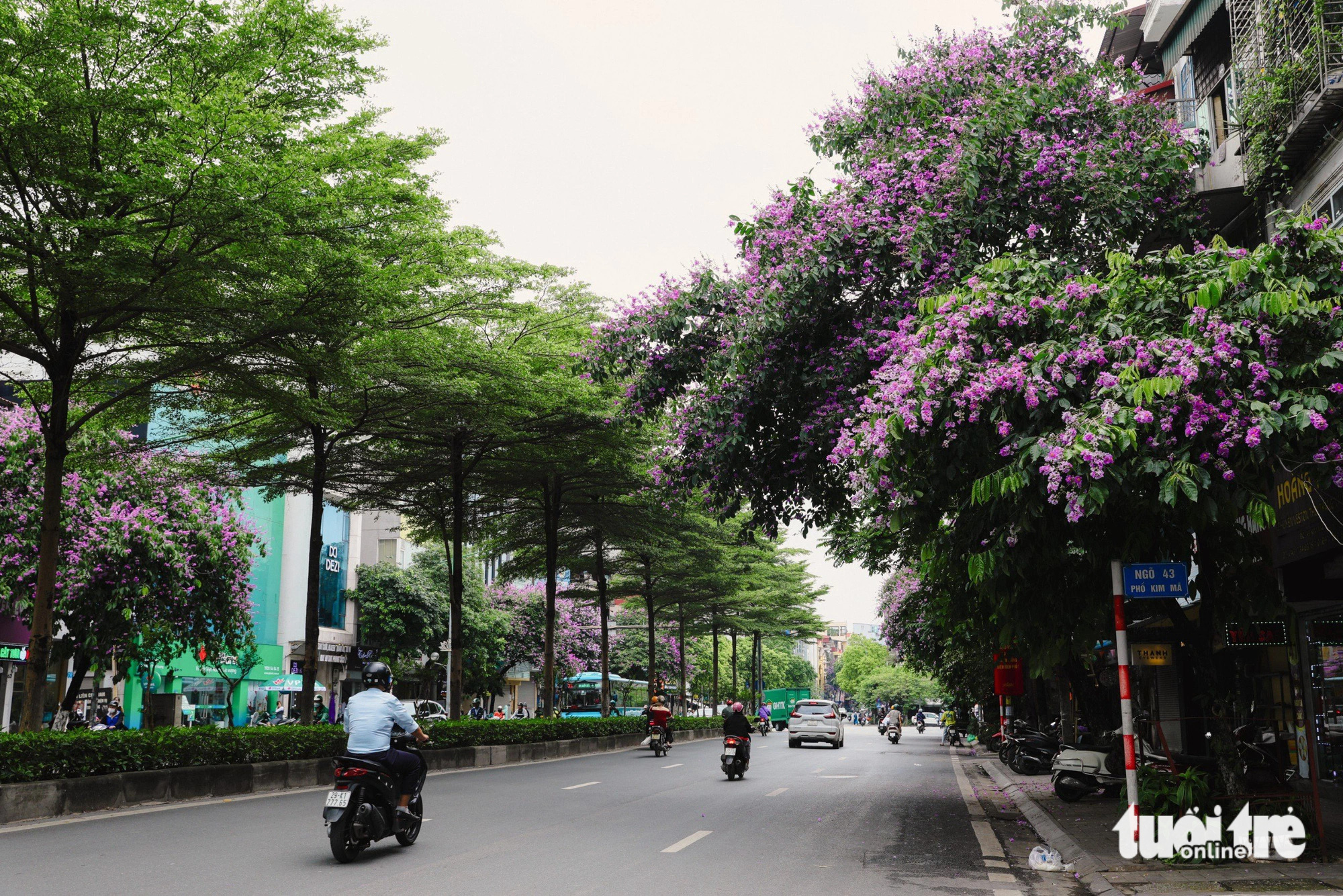 Bằng lăng mộng mơ ‘nhuộm tím’ phố phường Hà Nội- Ảnh 10. Hoa bằng lăng trên đường Kim Mã - Ảnh: DANH KHANG
