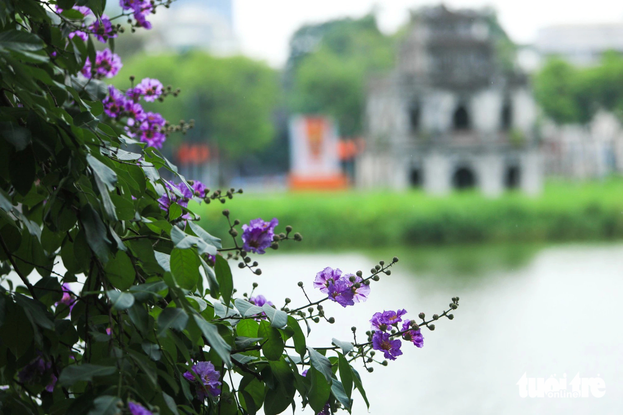 Bằng lăng mộng mơ ‘nhuộm tím’ phố phường Hà Nội- Ảnh 13. Hoa tím biếc bên bờ Hồ Gươm - Ảnh: DANH KHANG