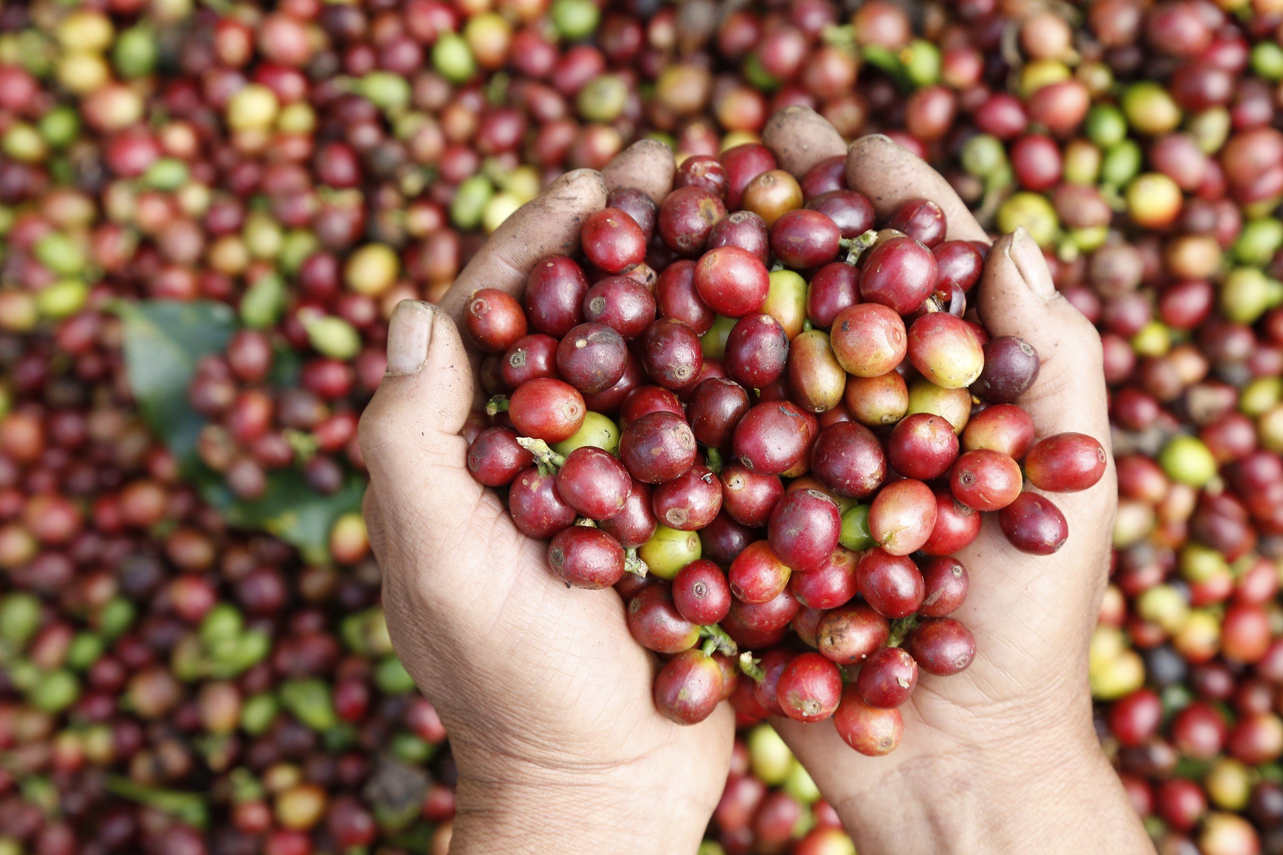 Sơn La, những con đường gập ghềnh nhưng nhiều tình yêu với cà phê Arabica- Ảnh 2. Sơn La, những con đường gập ghềnh nhưng nhiều tình yêu với cà phê Arabica- Ảnh 2.