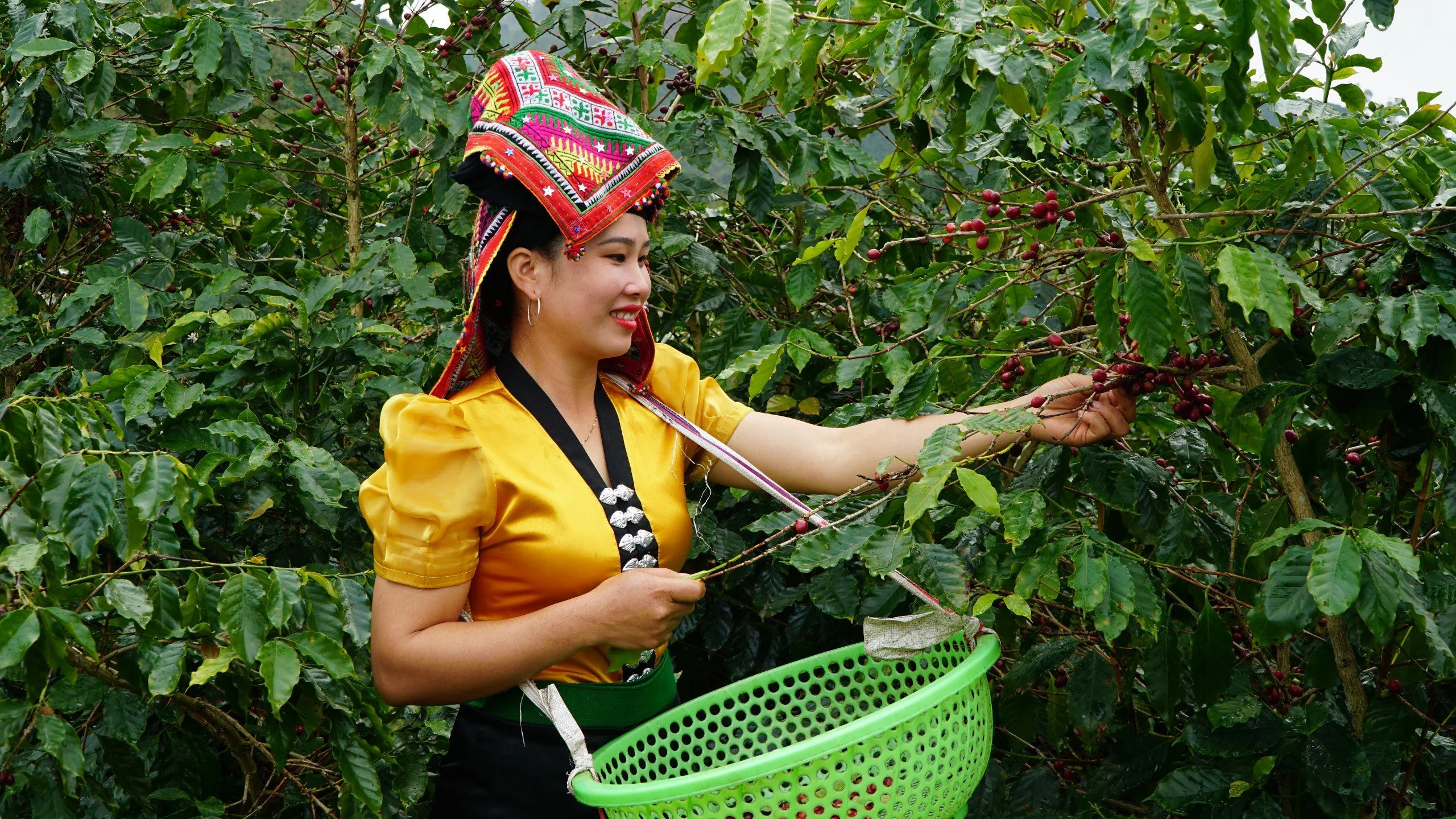 Để có đủ nguồn nguyên liệu đạt chuẩn phục vụ chế biến cà phê đặc sản, Nhà máy Cà phê Phúc Sinh đã mất nhiều thời gian tuyên truyền, vận động để bà con nông dân thay đổi thói quen canh tác, thu hái và sẵn sàng thu mua quả chín với giá cao hơn so với thị trường. Sơn La, những con đường gập ghềnh nhưng nhiều tình yêu với cà phê Arabica- Ảnh 10.