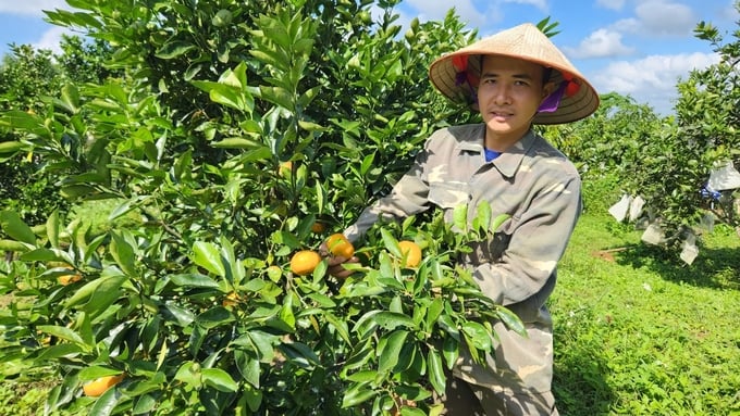 z5403478452907_84536f1e9533e8ef4d96ba645b5f0472-070108_807.jpg Anh Chuyển bên vườn cam sử dụng phân bón hữu cơ. Ảnh: Đăng Lâm.