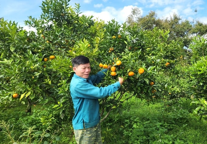 Ông Mai trồng hơn 200 cây cam thu về gần 300 triệu đồng mỗi năm. Ảnh: Đăng Lâm.