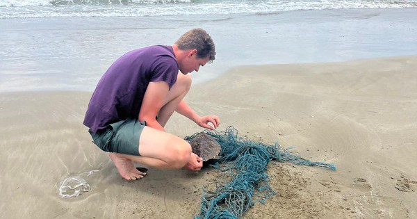 Một con động vật hoang dã ở Côn Đảo bị mắc kẹt trong lưới, du khách người Hà Lan giải cứu, thả về biển