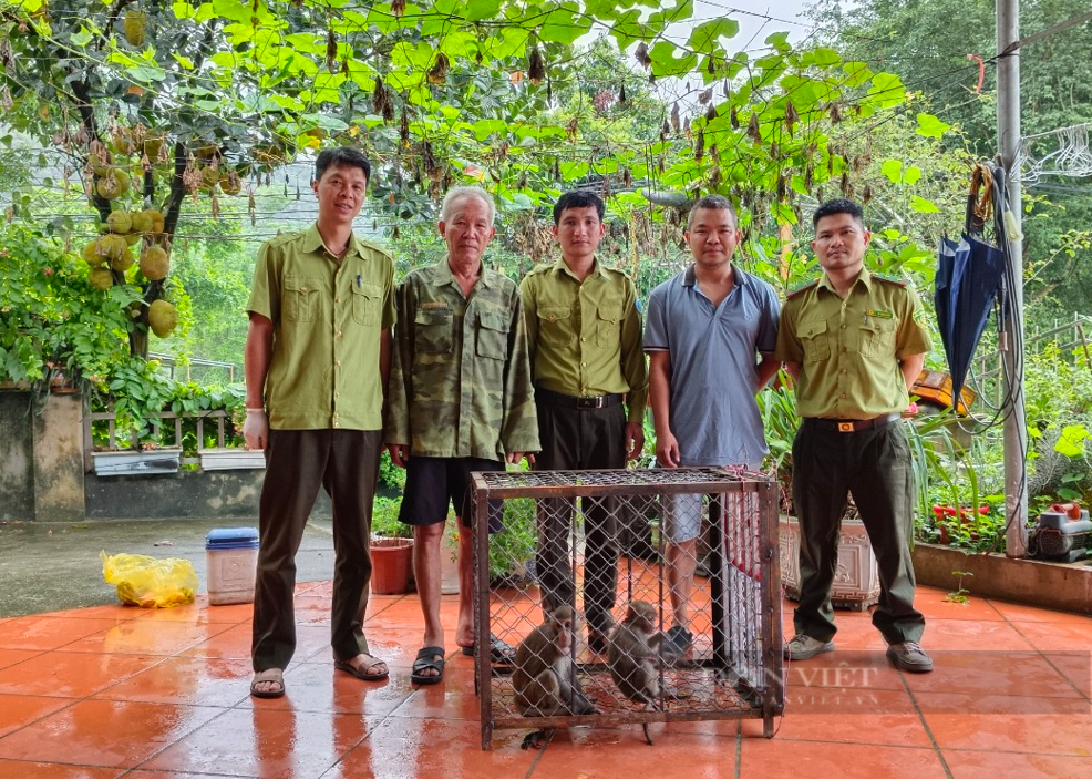 Một người dân Lào Cai mang 2 con động vật hoang dã có tên trong Sách đỏ giao cho ngành chức năng- Ảnh 2. Một người dân Lào Cai mang 2 con động vật hoang dã có tên trong Sách đỏ giao cho ngành chức năng- Ảnh 2.