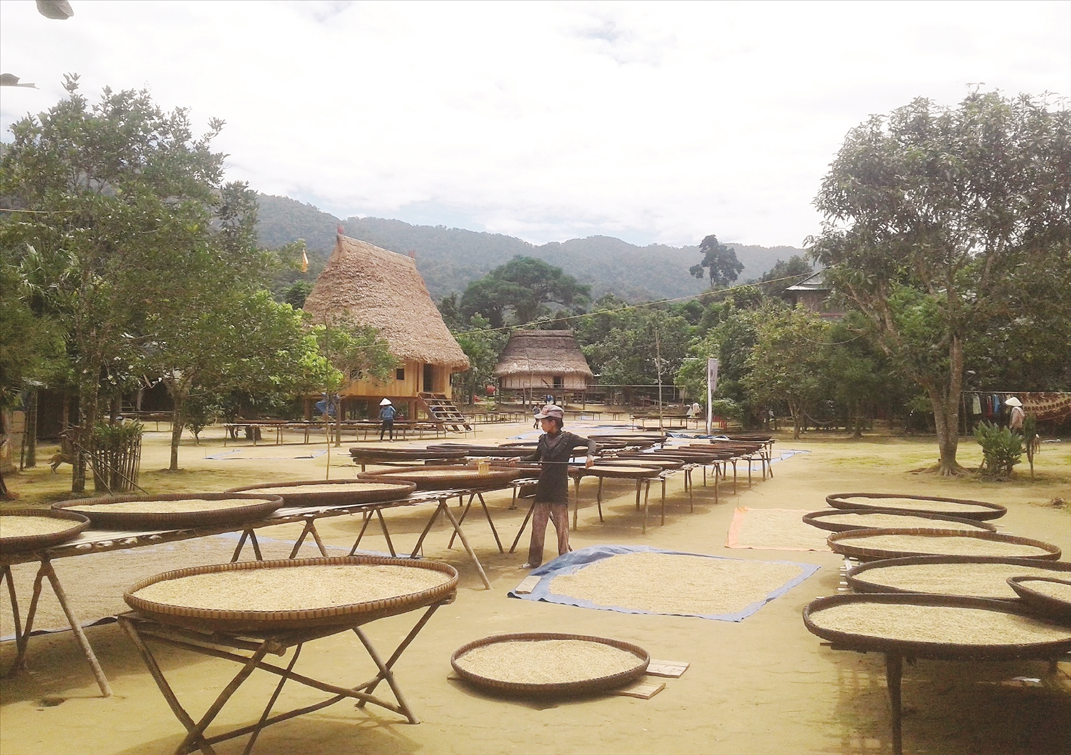 Người làng Aur tự trồng lúa, tự chăn nuôi để cung cấp lương thực Người làng Aur tự trồng lúa, tự chăn nuôi để cung cấp lương thực