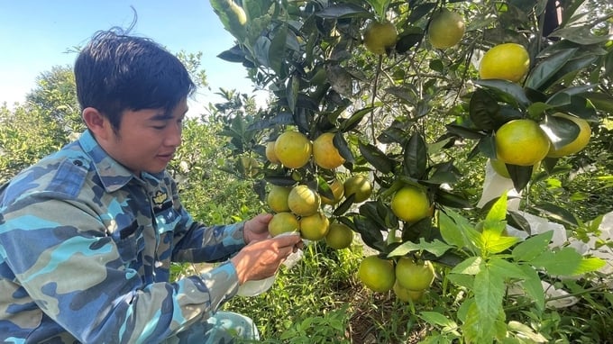Hà Tĩnh đặt mục tiêu tổng diện tích canh tác nông nghiệp hữu cơ lĩnh vực trồng trọt đến năm 2030 đạt khoảng 2.500ha. Ảnh: Ánh Nguyệt.