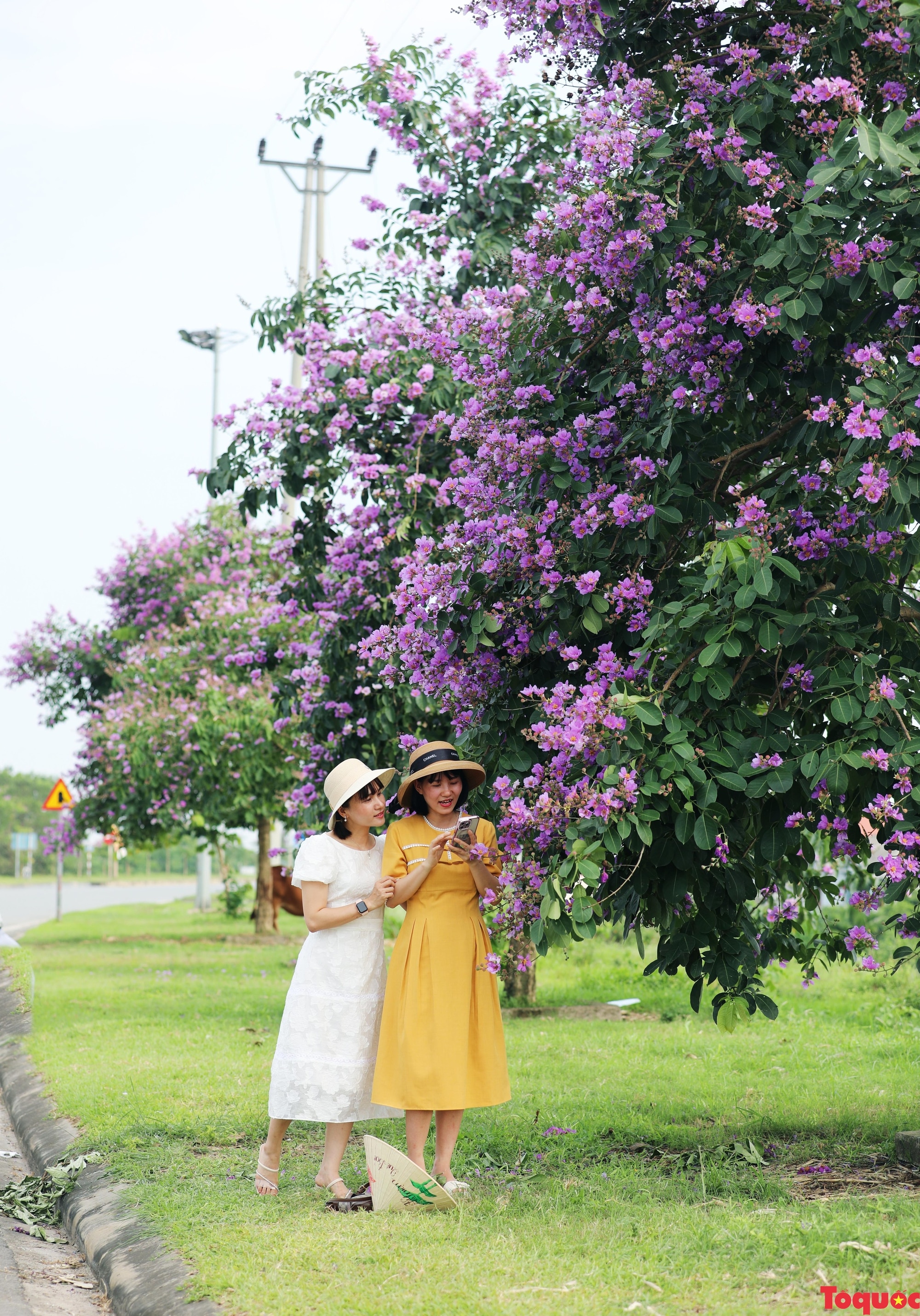 Gợi ý điểm check-in hoa bằng lăng ở Phú Thọ - Ảnh 7.