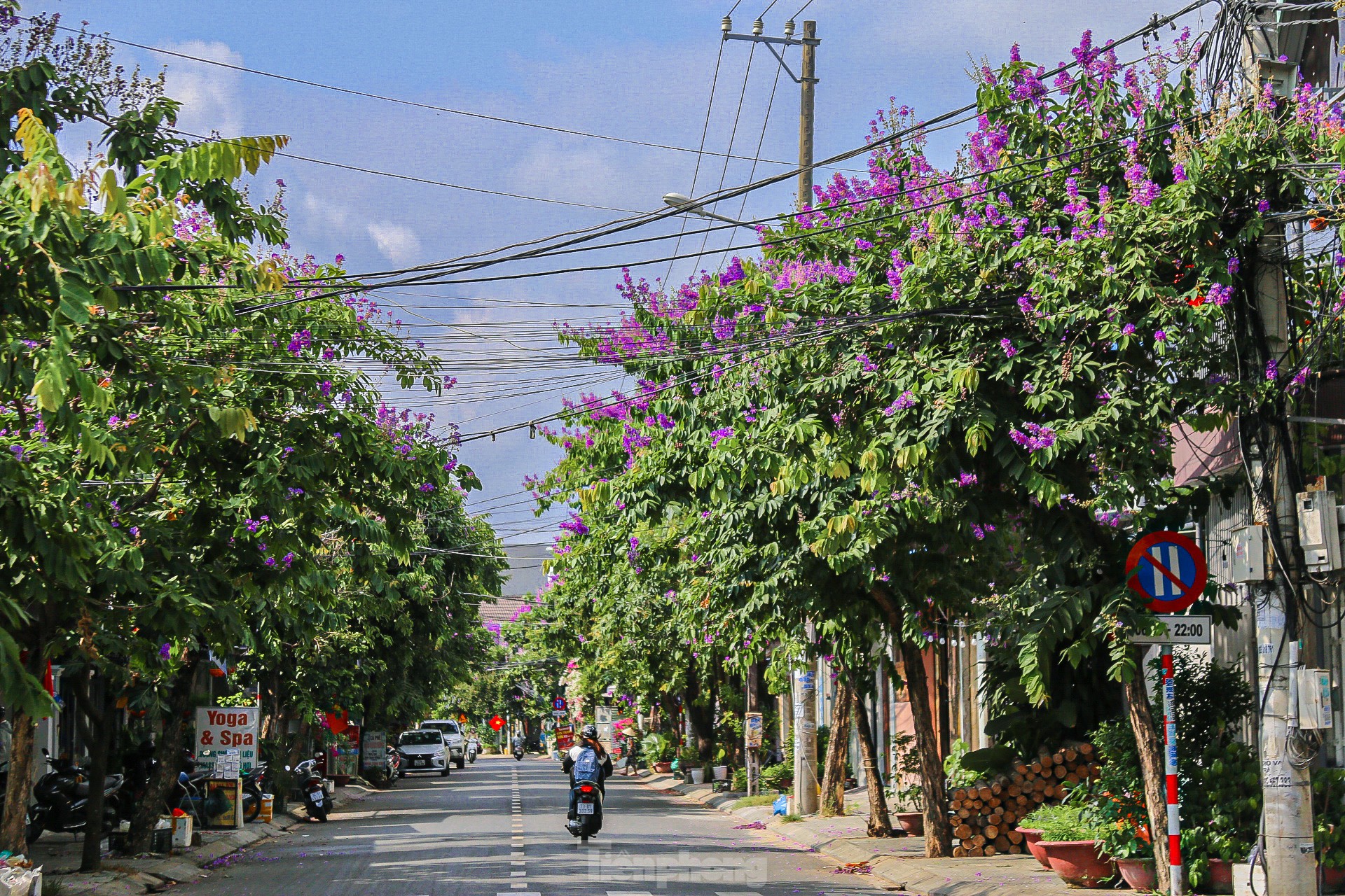 Hoa bằng lăng khoe sắc 'nhuộm tím' phố Đà Nẵng ảnh 6