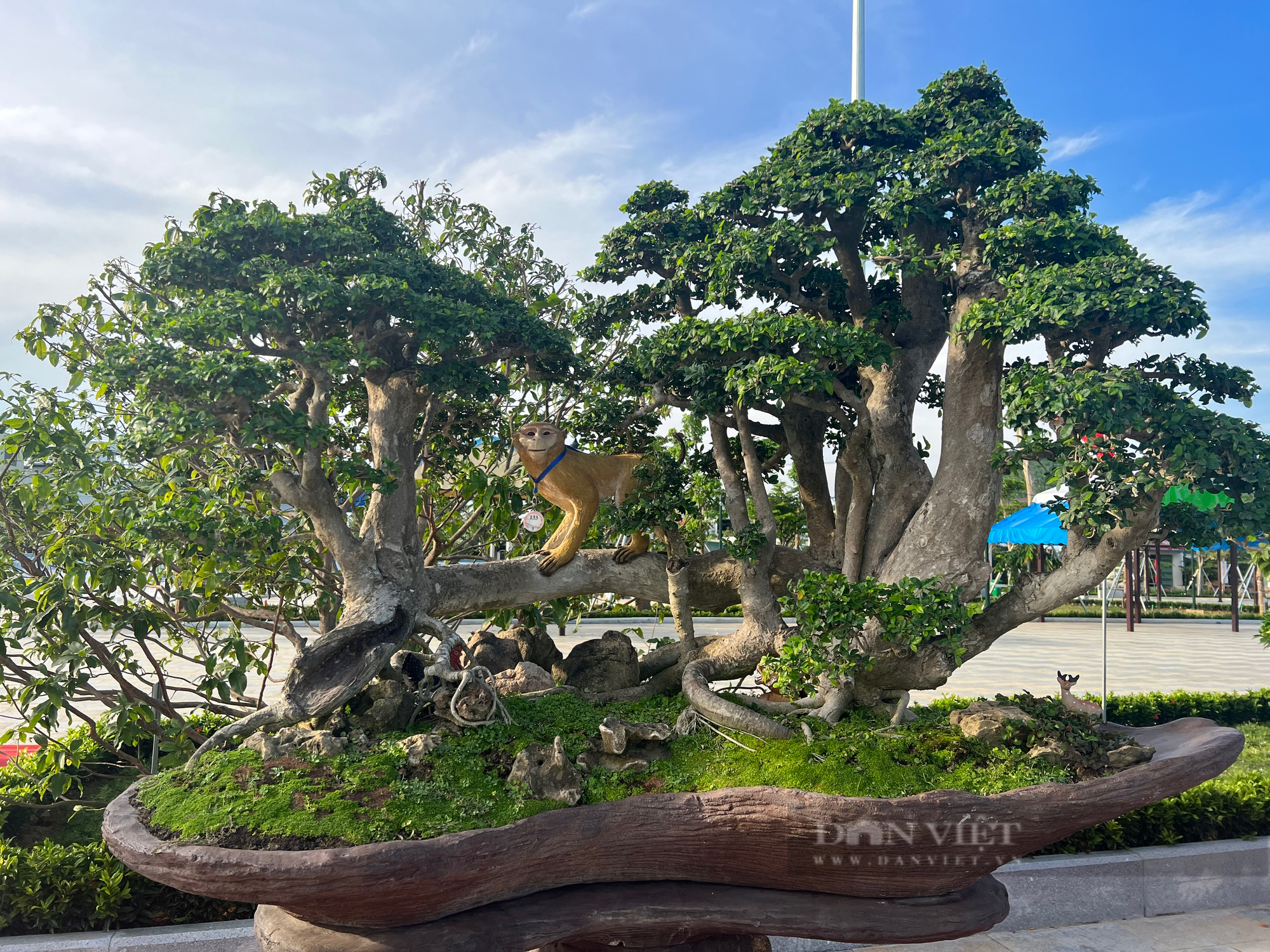 Loạt gốc bonsai 