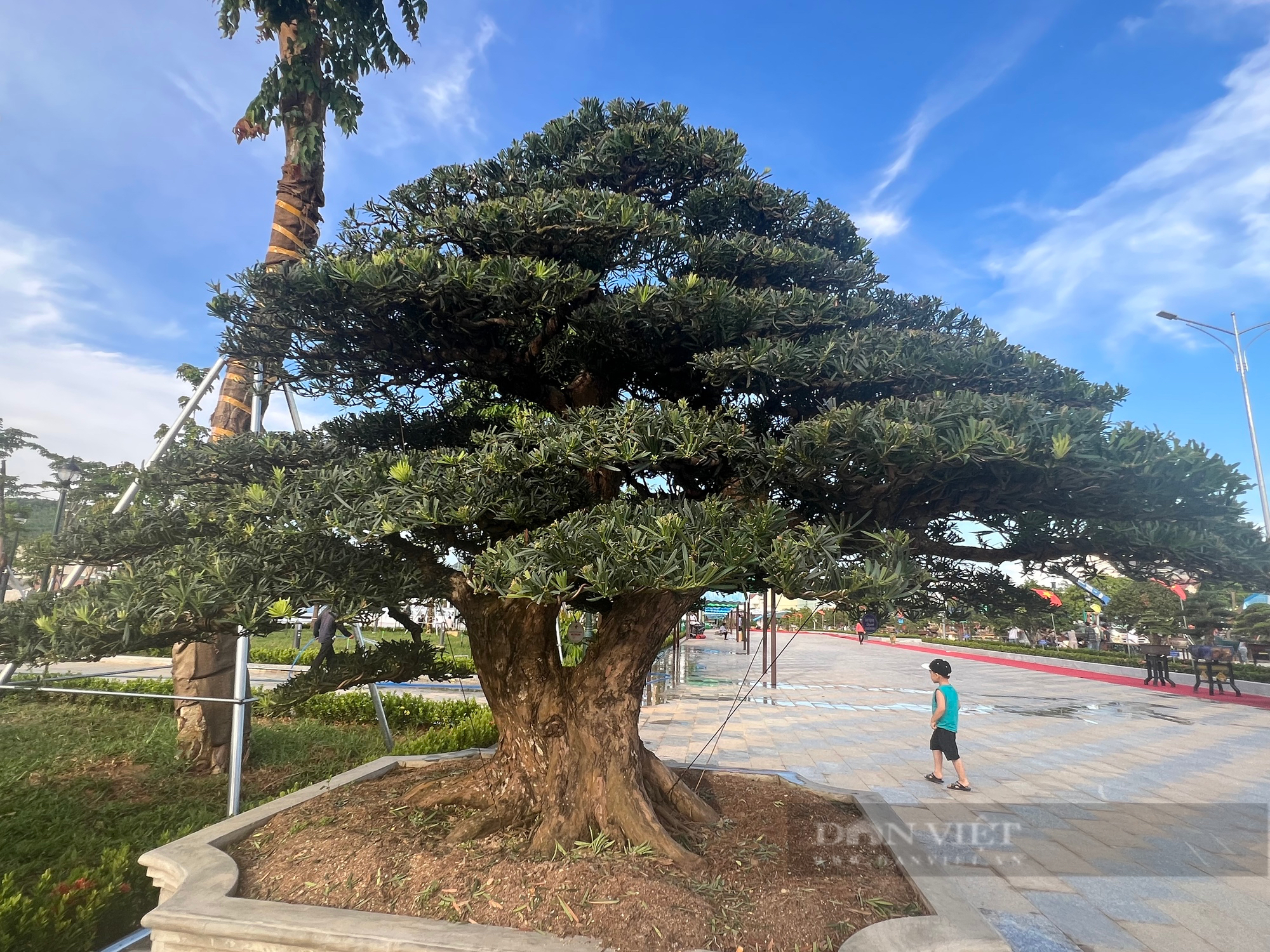 Loạt gốc bonsai 