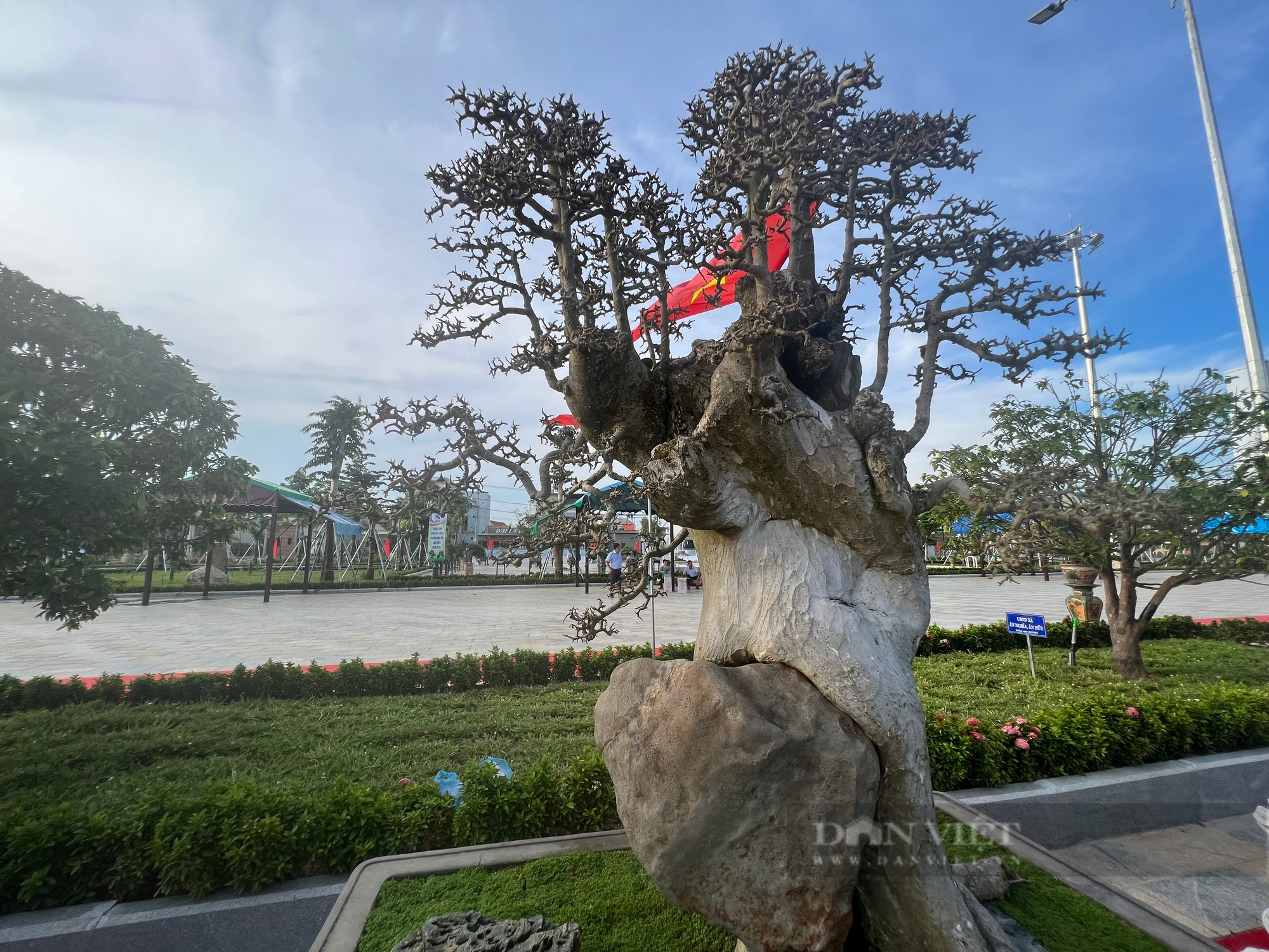 Loạt gốc bonsai Loạt gốc bonsai