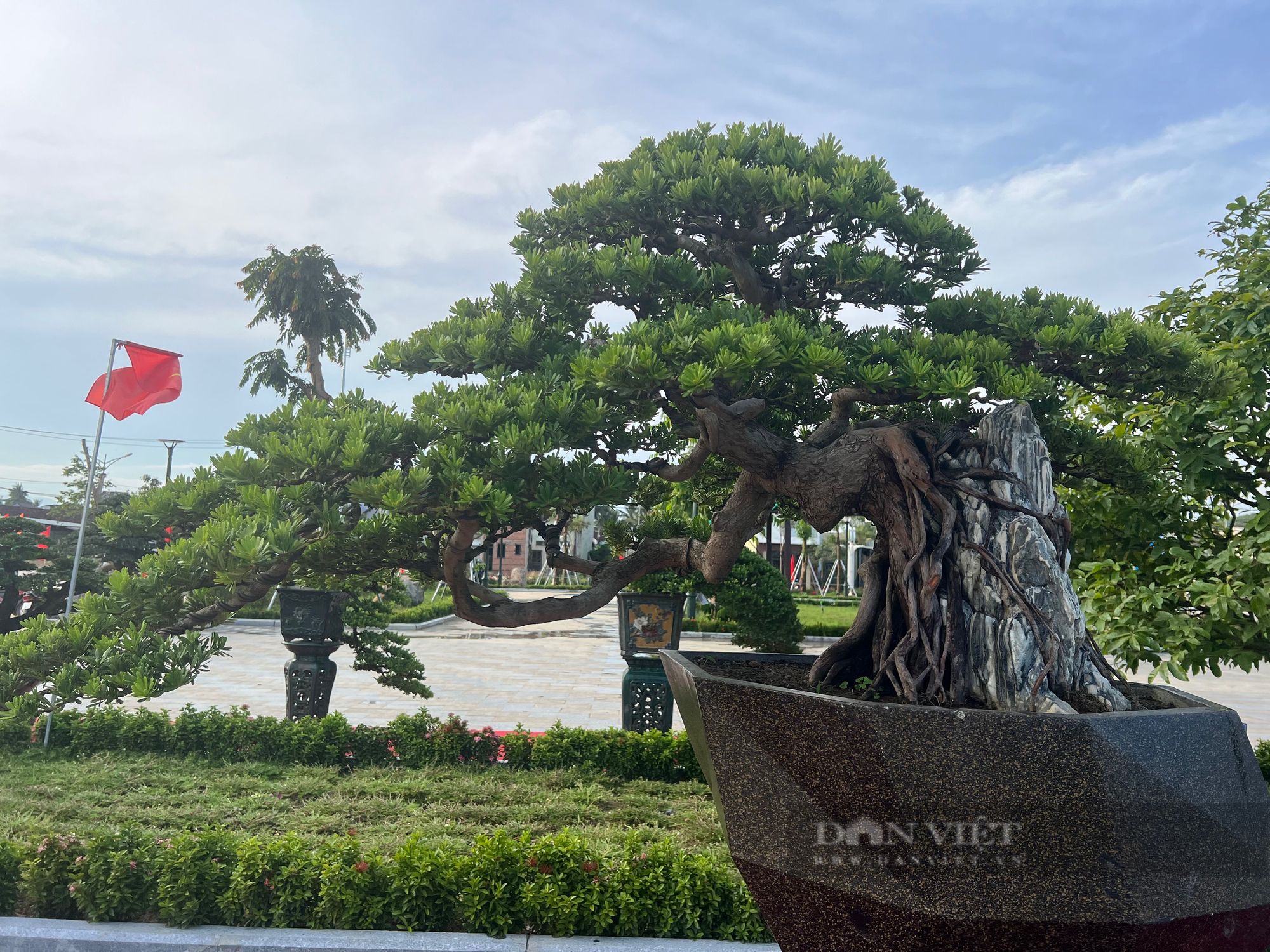 Loạt gốc bonsai 