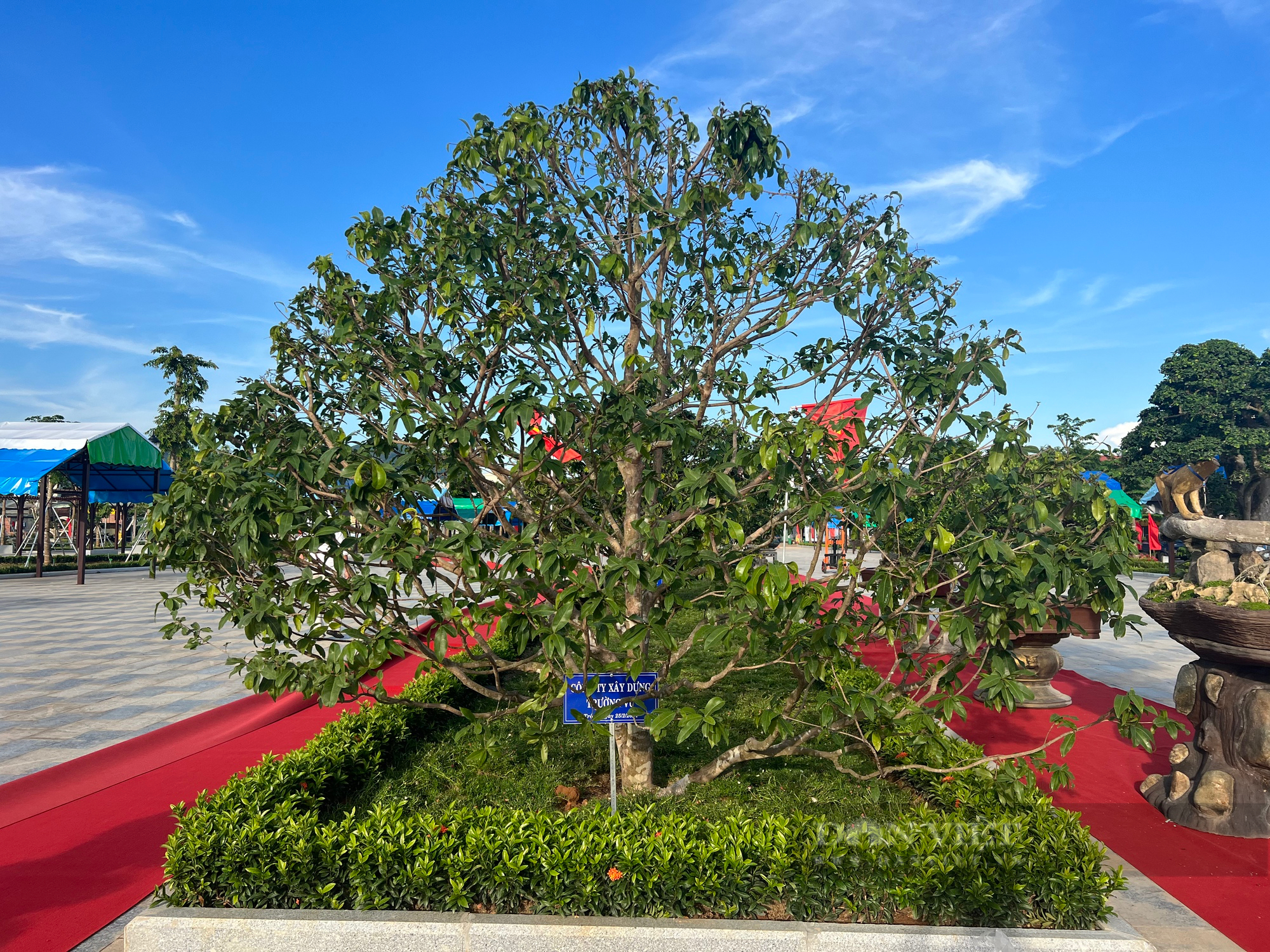 Loạt gốc bonsai 