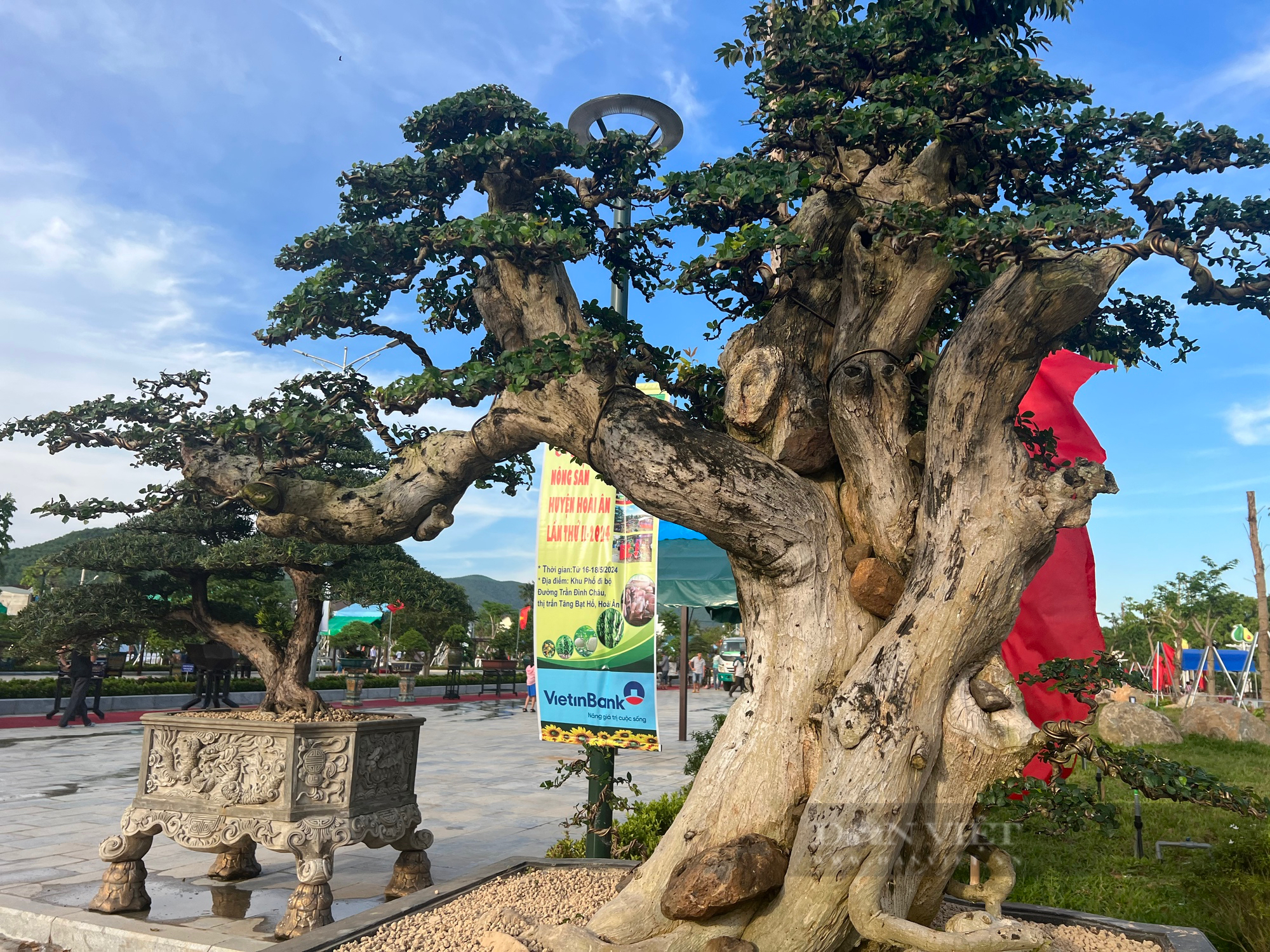 Loạt gốc bonsai 