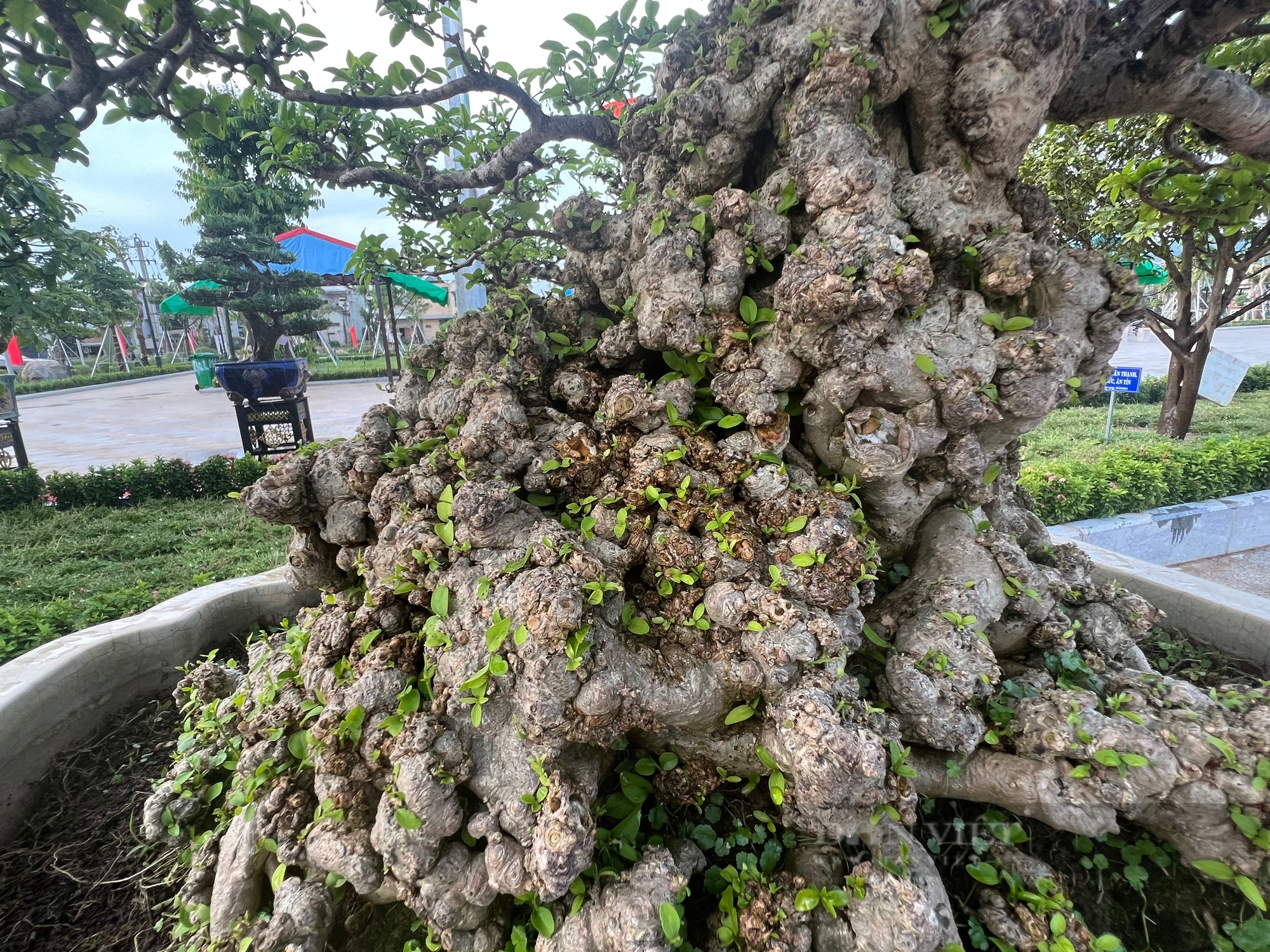 Loạt gốc bonsai 