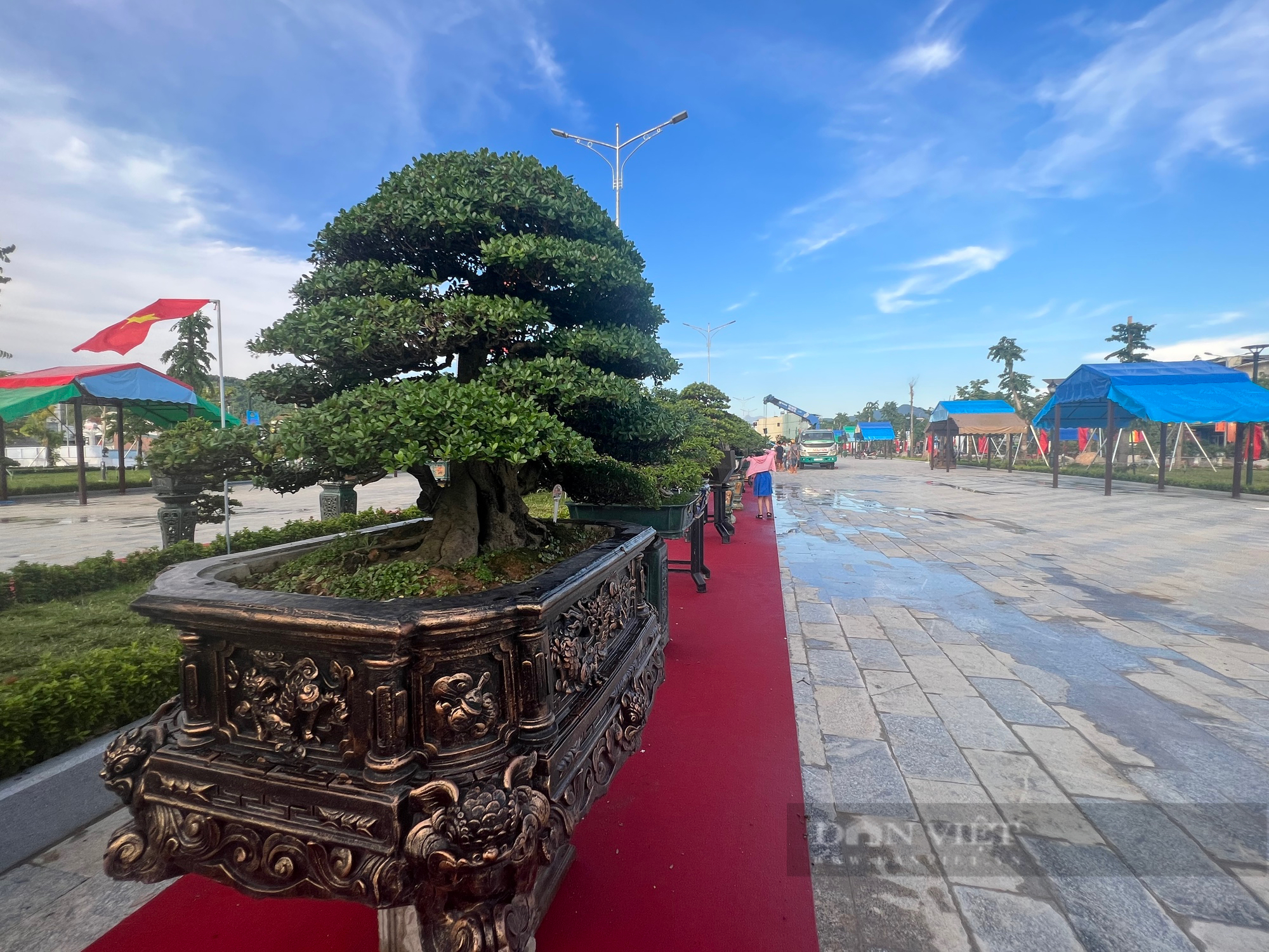 Loạt gốc bonsai 