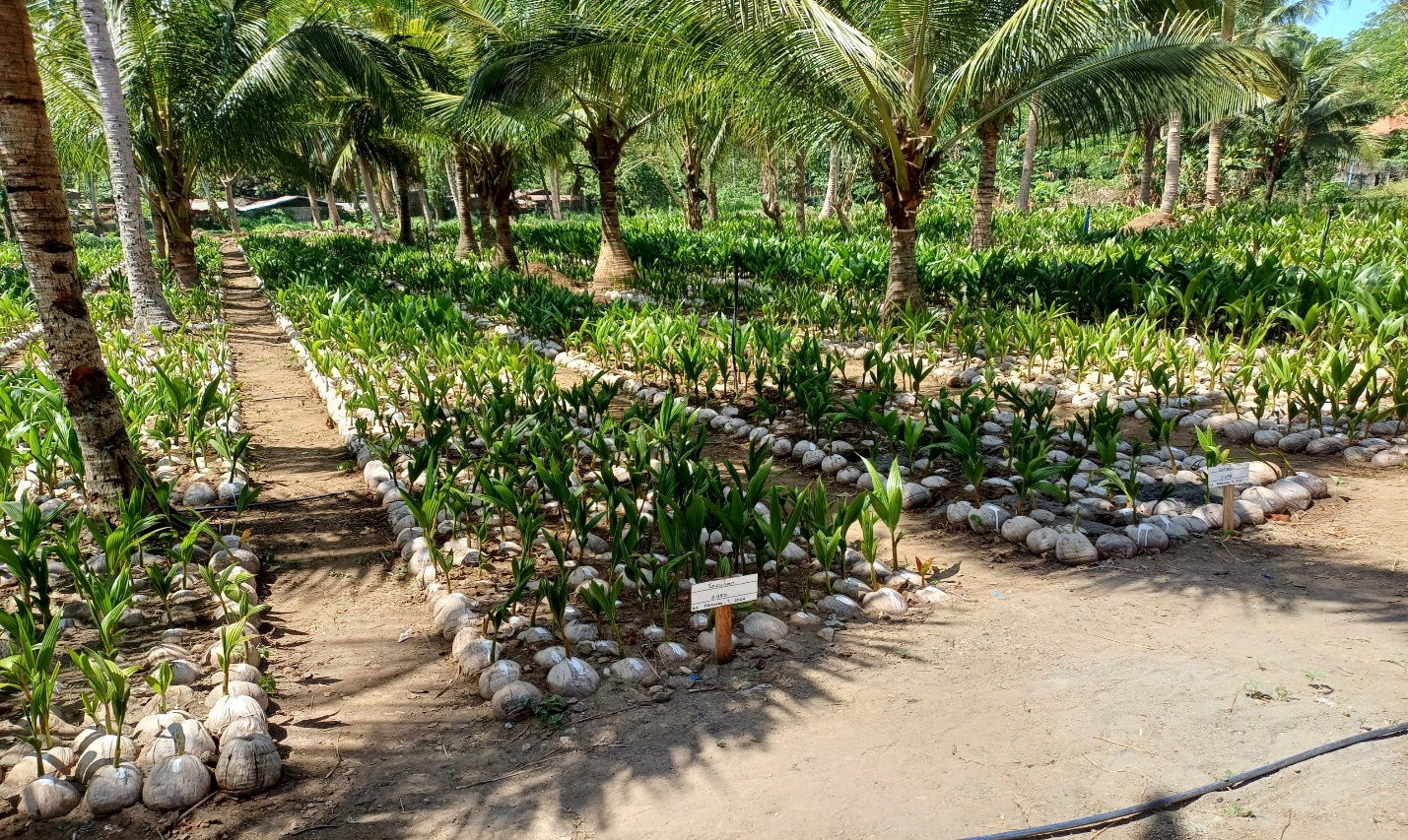 Tìm cách xuất khẩu dừa Việt Nam sang một trong những nước sản xuất dừa hàng đầu thế giới- Ảnh 2. Tìm cách xuất khẩu dừa Việt Nam sang một trong những nước sản xuất dừa hàng đầu thế giới- Ảnh 2.