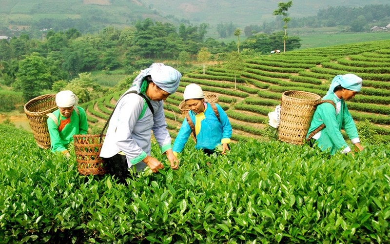 Nhiều mô hình sinh kế góp phần cải thiện thu nhập cho người dân vùng cao Nhiều mô hình sinh kế góp phần cải thiện thu nhập cho người dân vùng cao