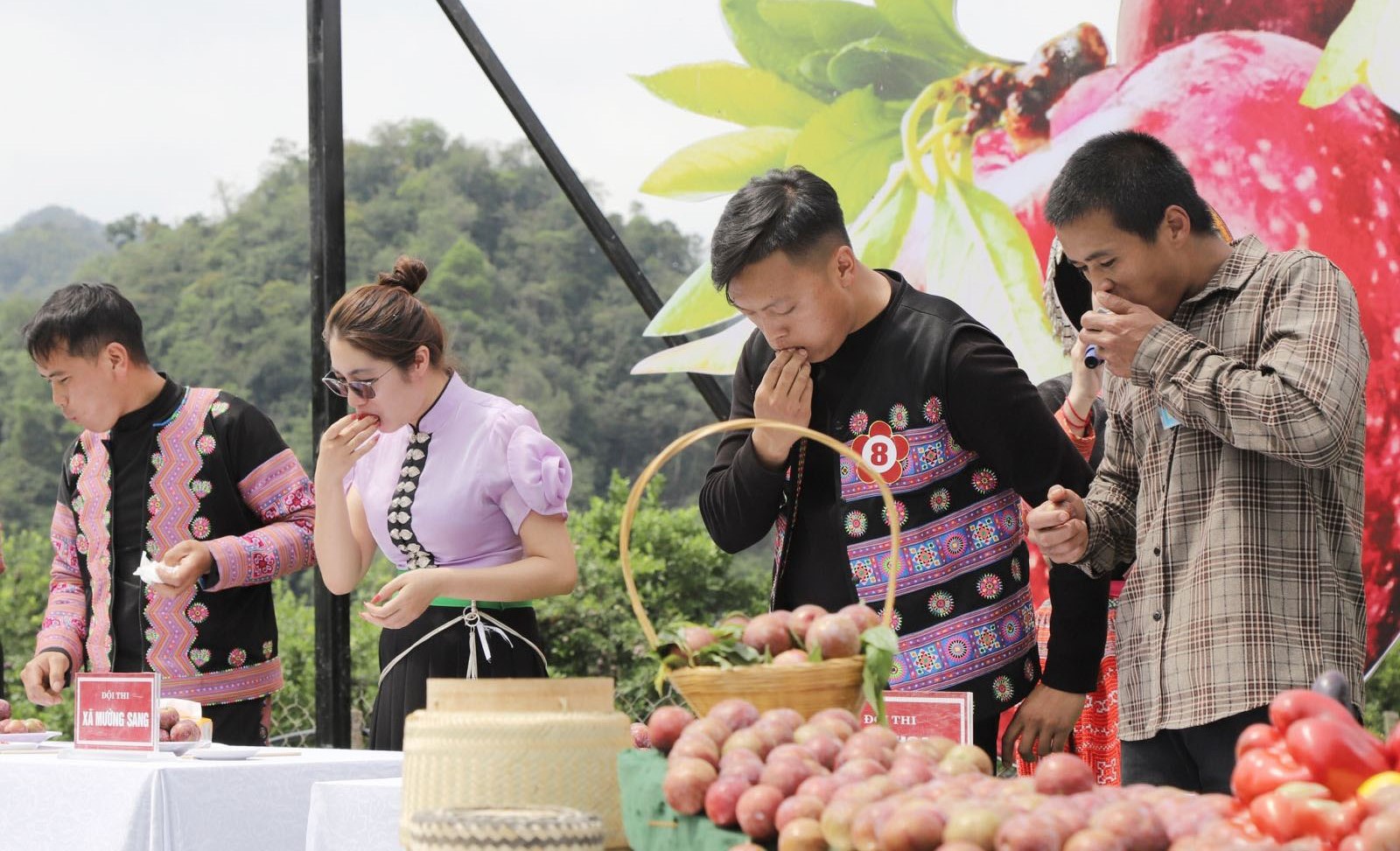 Hấp dẫn ngày hội hái quả mận hậu trên cao nguyên Mộc Châu- Ảnh 11. Hấp dẫn ngày hội hái quả mận hậu trên cao nguyên Mộc Châu- Ảnh 11.