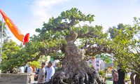 Hàng trăm gốc bonsai độc lạ quy tụ về phố huyện trung du Bình Định