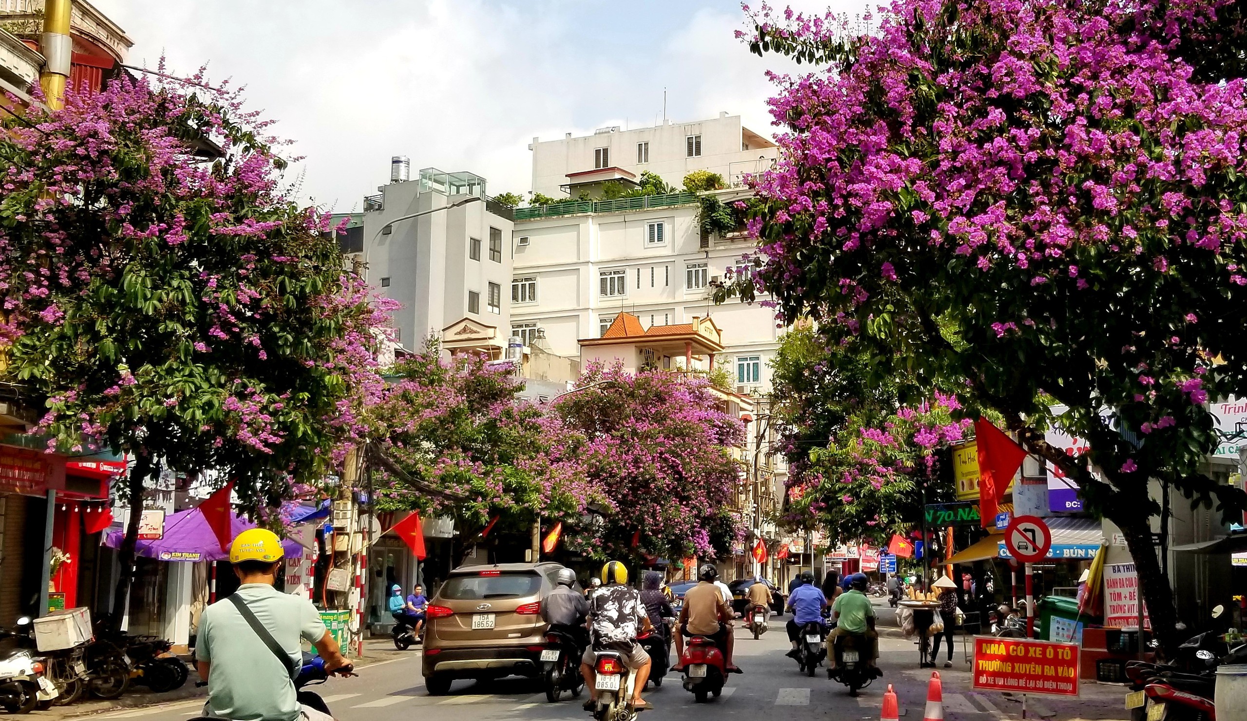 Hải Phòng rực cháy sắc đỏ hoa phượng, tím biếc hoa bằng lăng- Ảnh 2. Hoa bằng lăng nhuộm tím biếc phố Cầu Đất (Q.Ngô Quyền, Hải Phòng)