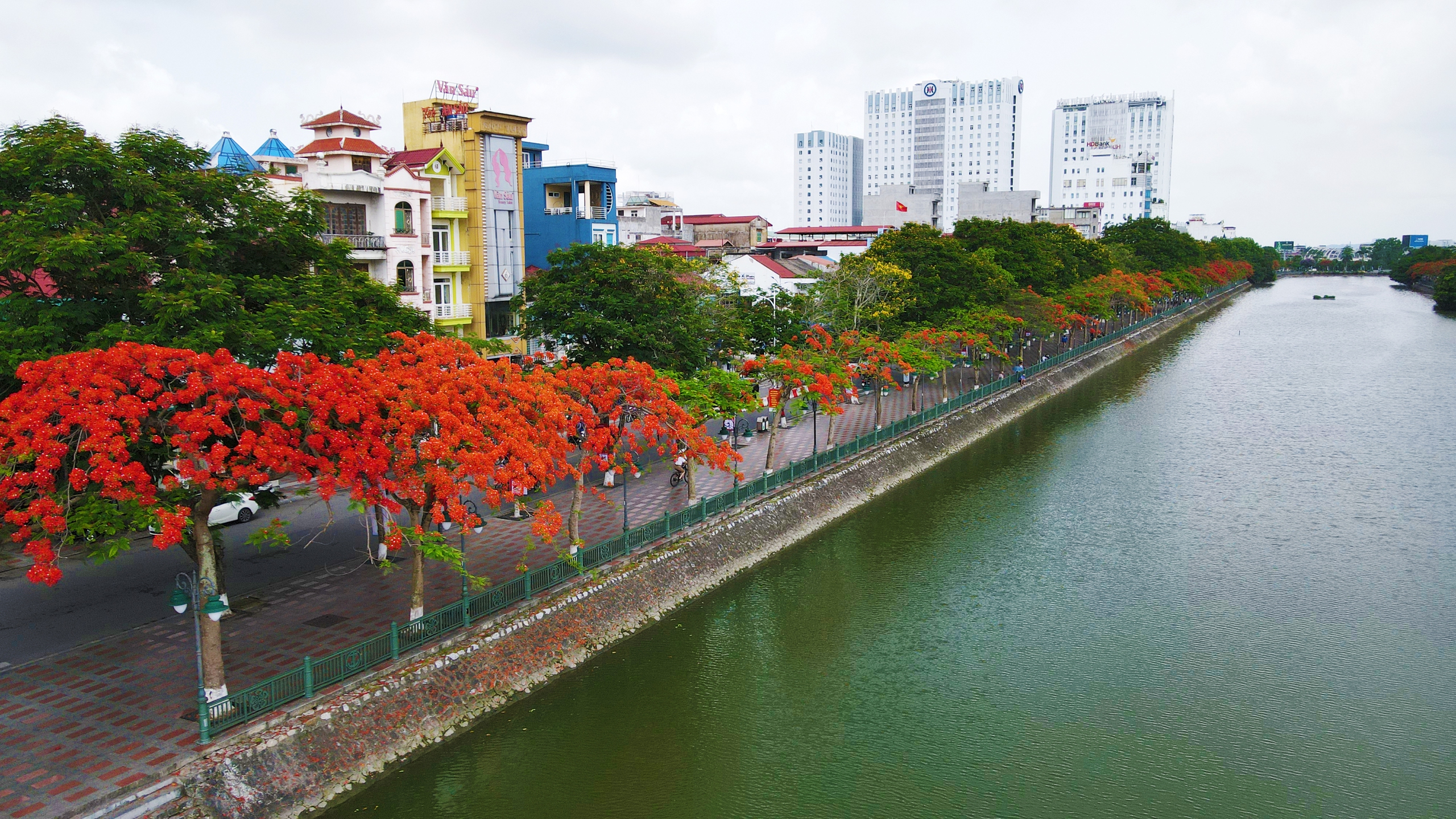 Hải Phòng rực cháy sắc đỏ hoa phượng, tím biếc hoa bằng lăng- Ảnh 4. Hồ Tam Bạc nằm giữa trung tâm TP.Hải Phòng trở lên thơ mộng hơn khi các hàng phượng vĩ quanh hồ đua nhau nở