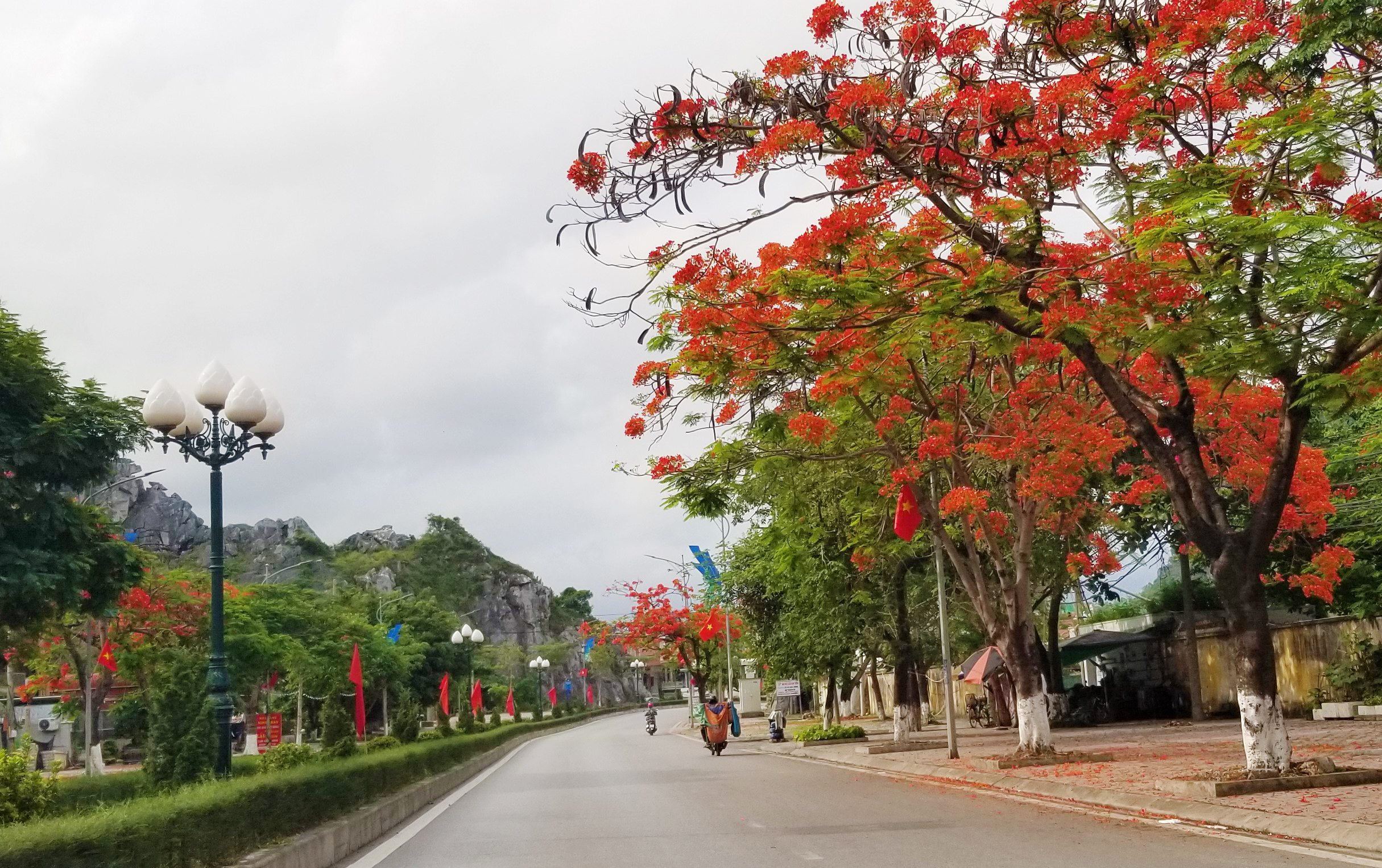 Hải Phòng rực cháy sắc đỏ hoa phượng, tím biếc hoa bằng lăng- Ảnh 15. Con đường nối từ QL10 cũ dẫn vào Khu di tích Bạch Đằng Giang (TT.Minh Đức, H.Thủy Nguyên), 2 hàng phượng vĩ bắt đầu đua nở