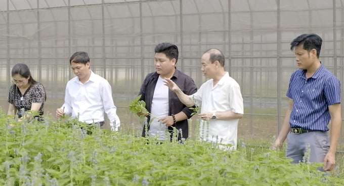 screen-shot-2024-05-16-at-131120-131759_385.jpg Ông Phạm Văn Dân (thứ 2 từ phải sang), Giám đốc Trung tâm Chuyển giao công nghệ và Khuyến nông thăm trang trại trồng thử nghiệm cây chia. Ảnh: HĐ.