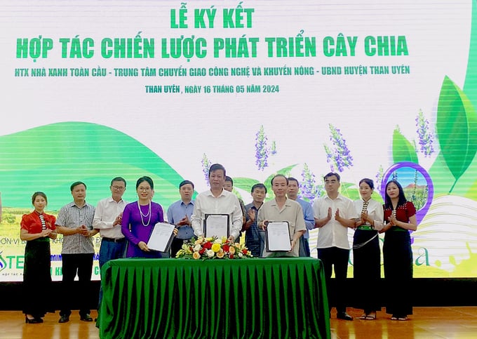 002_1715828227463-130707_571.jpg Lễ ký kết hợp tác phát triển cây chia trên địa bàn huyện Than Uyên (Lai Châu). Ảnh: HĐ.