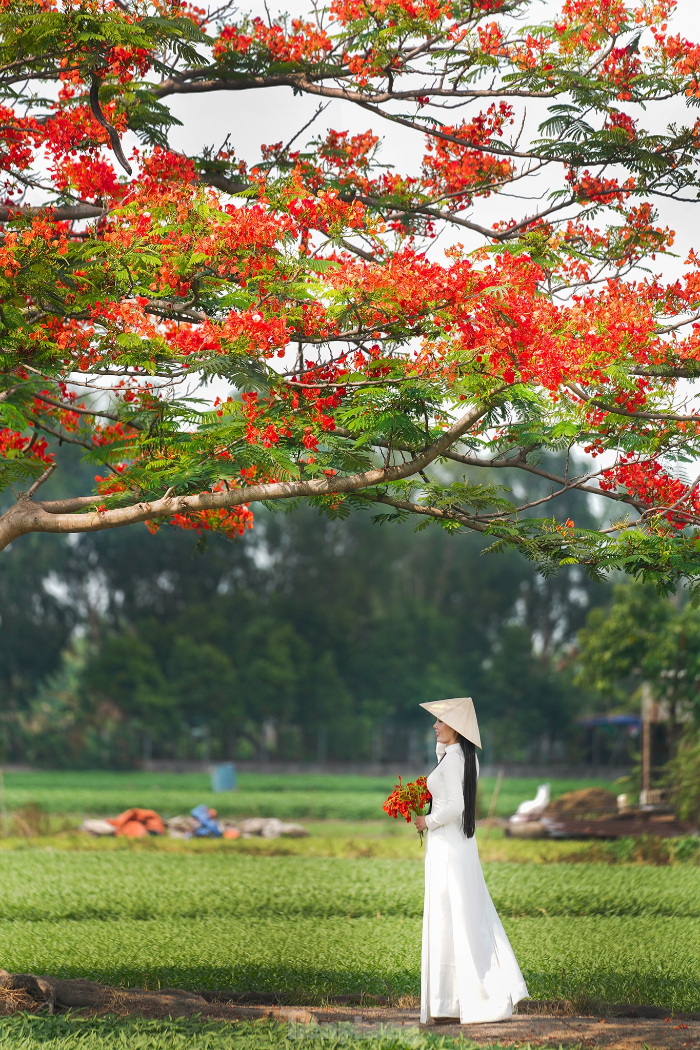 'Sốt xình xịch' với cây phượng cô đơn giữa ruộng rau muống ở TPHCM ảnh 11