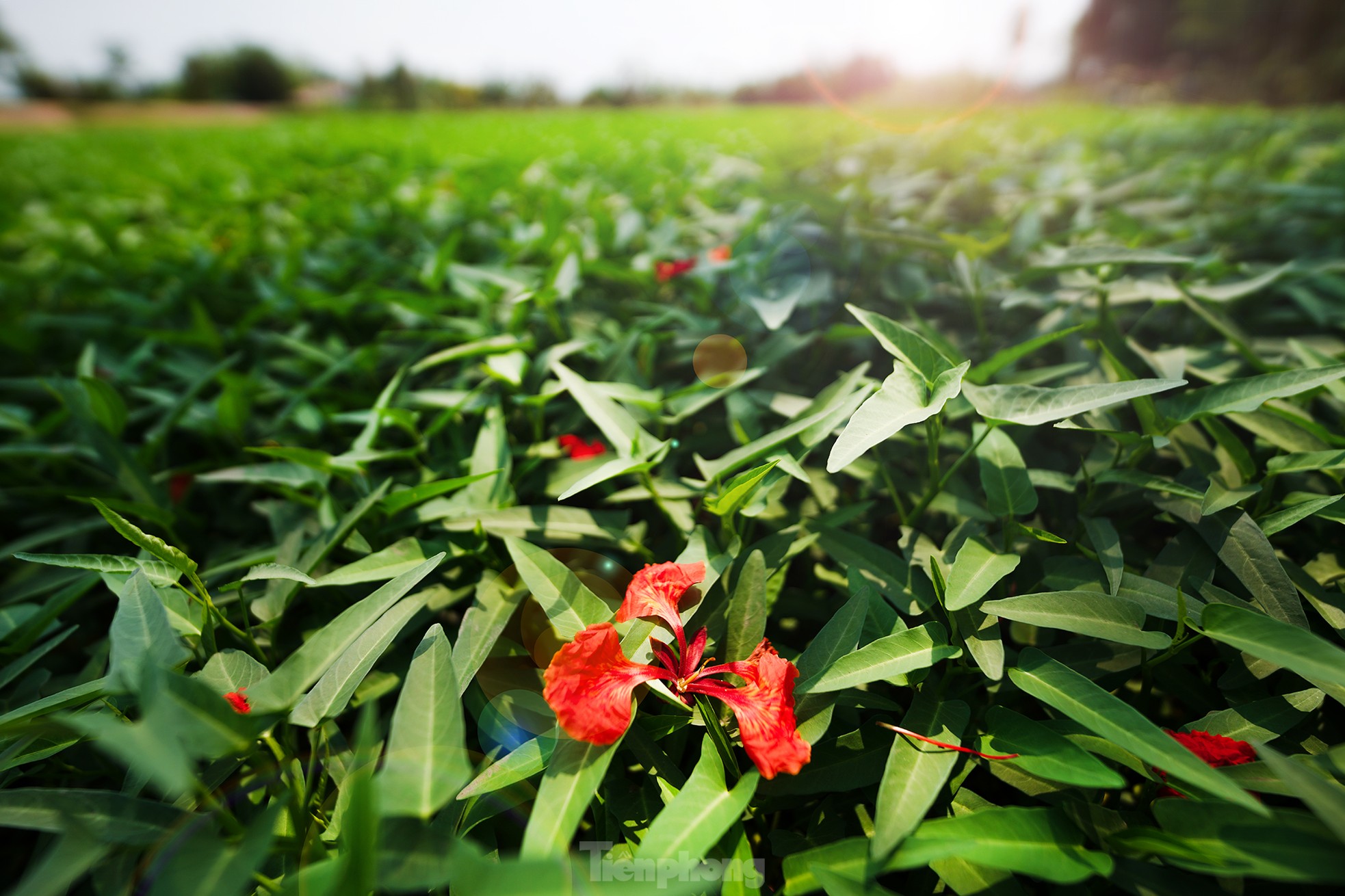 'Sốt xình xịch' với cây phượng cô đơn giữa ruộng rau muống ở TPHCM ảnh 17