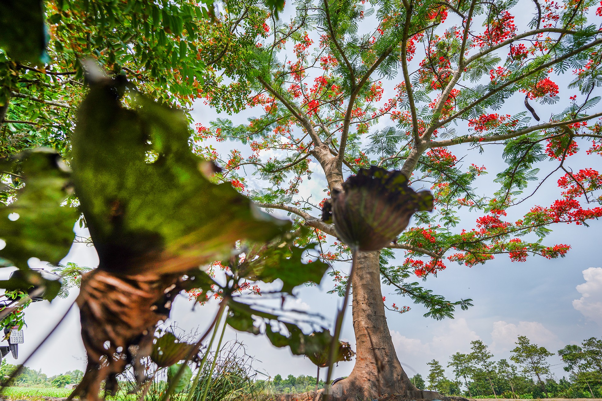 'Sốt xình xịch' với cây phượng cô đơn giữa ruộng rau muống ở TPHCM ảnh 19